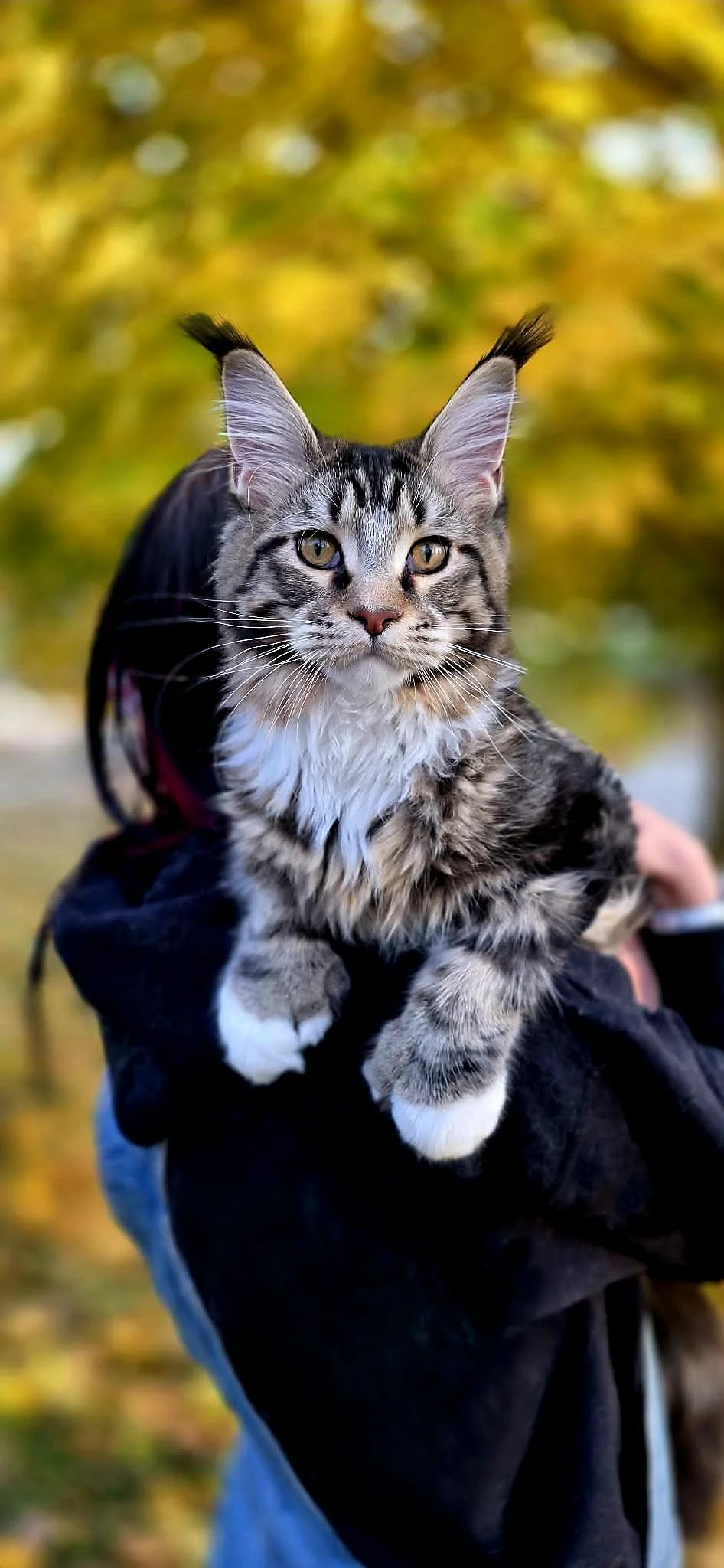 A person holding a gray tabby Maine Coon cat outdoors, with yellow and green blurred autumn foliage in the background.
