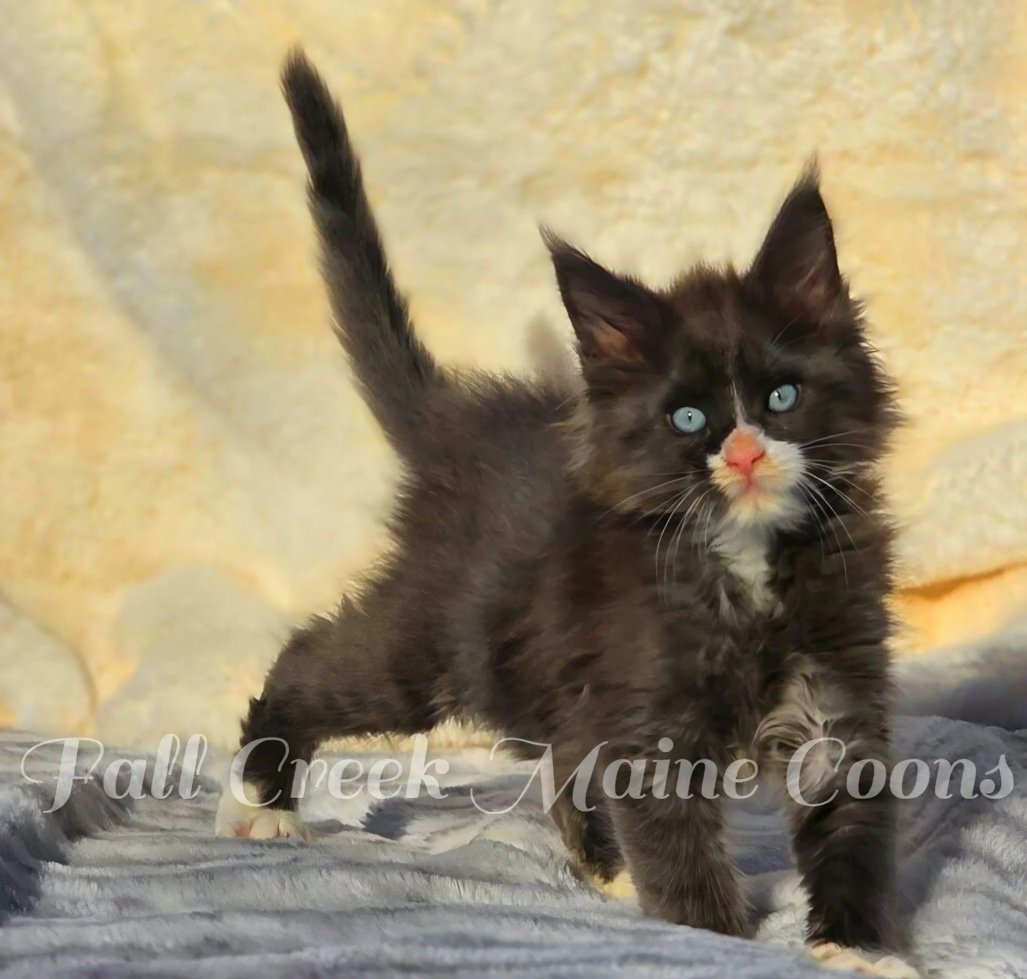 Maine coon kittens available now