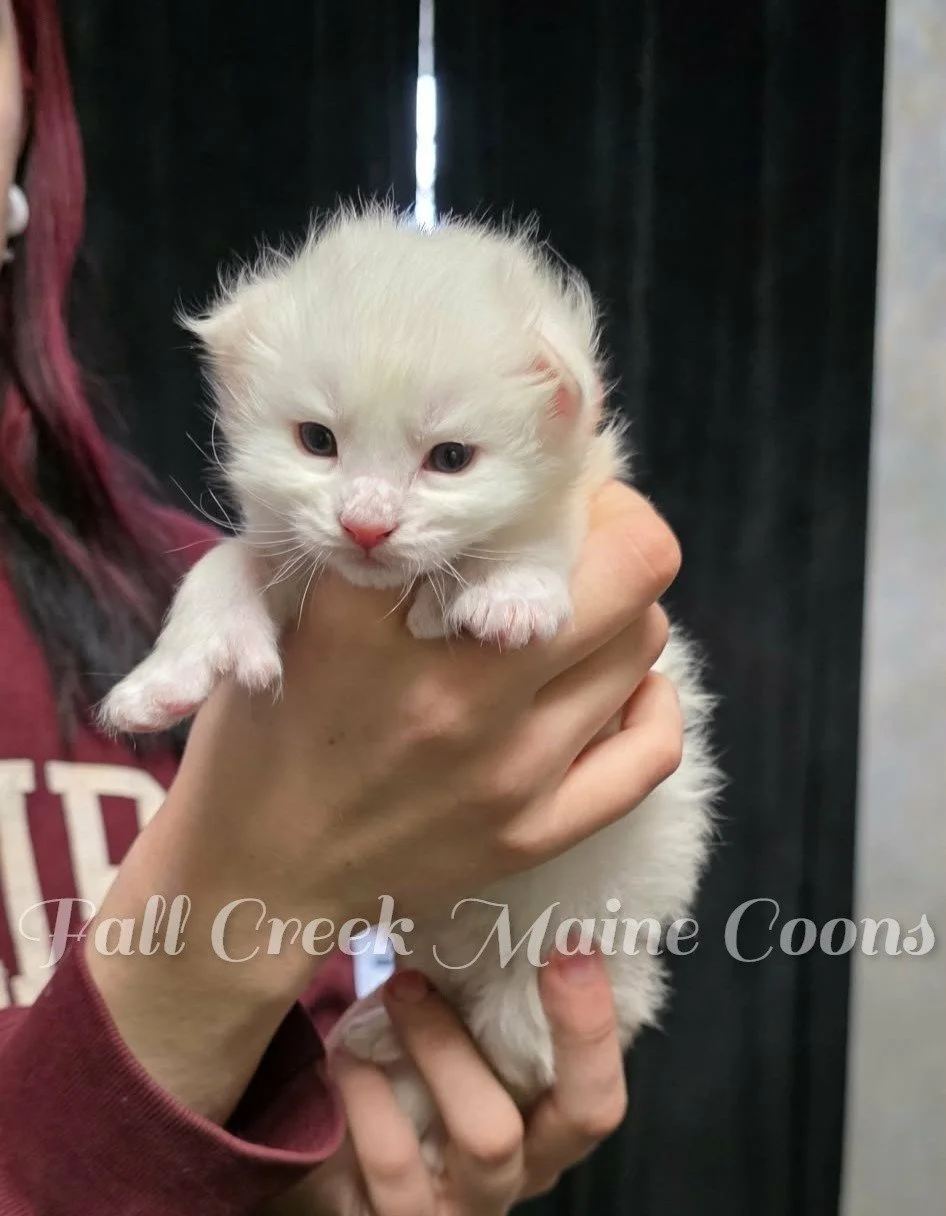 A person holding a large maine coon white kitten with blue eyes, pink nose, and pink paws, in front of a dark background.