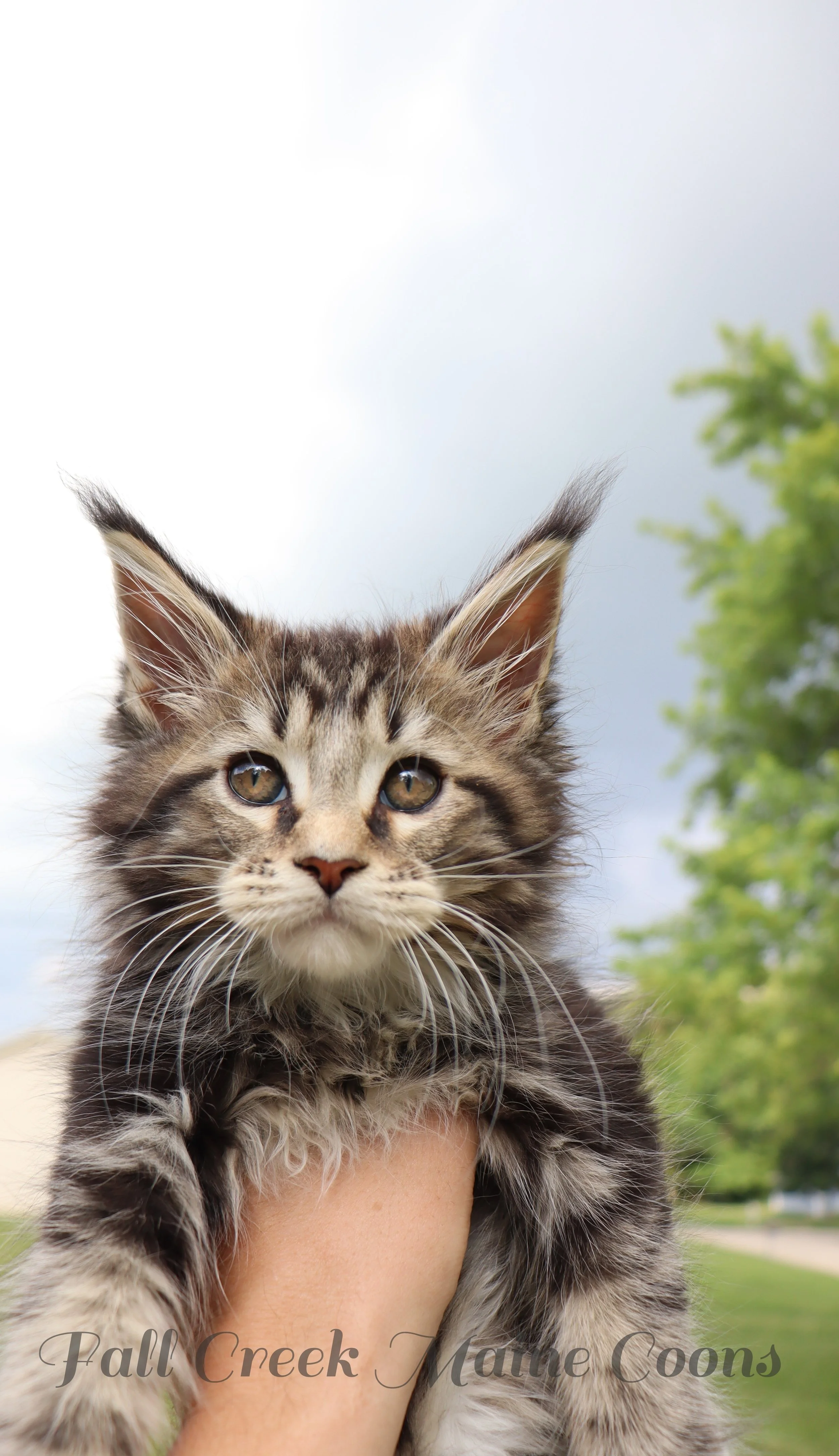 A close-up photo of a fluffy Maine Coon tabby kitten being held up outdoors with trees and overcast sky in the background.