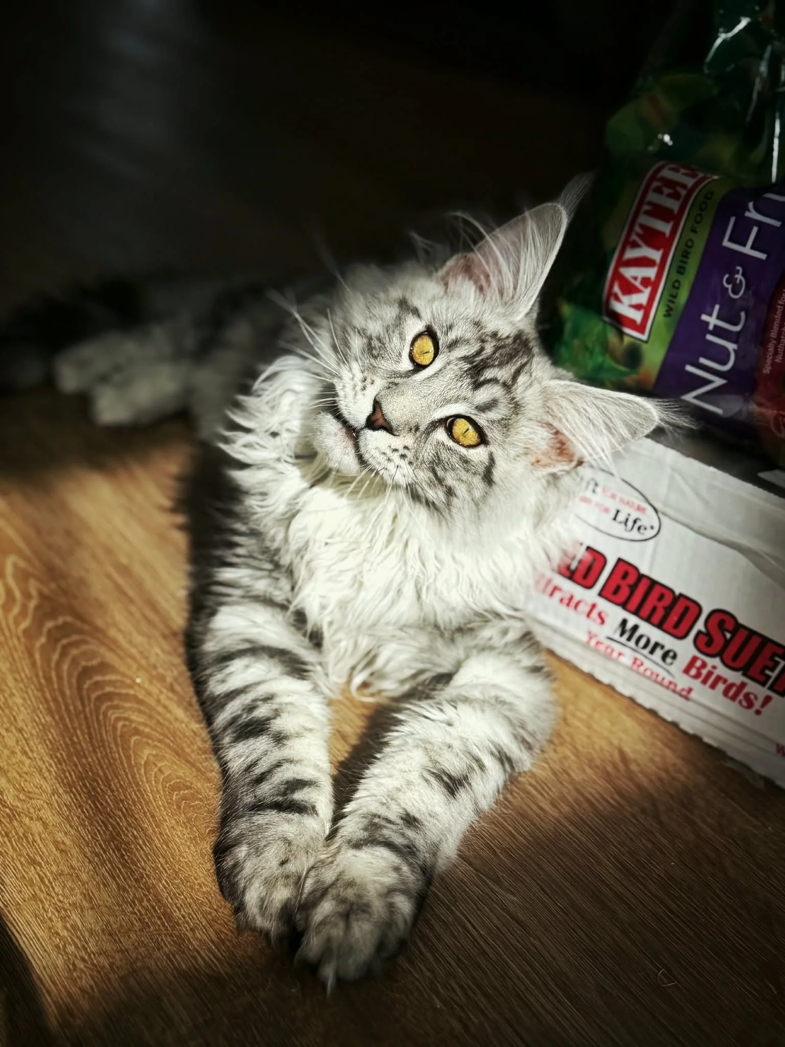 Maine Coons for Sale