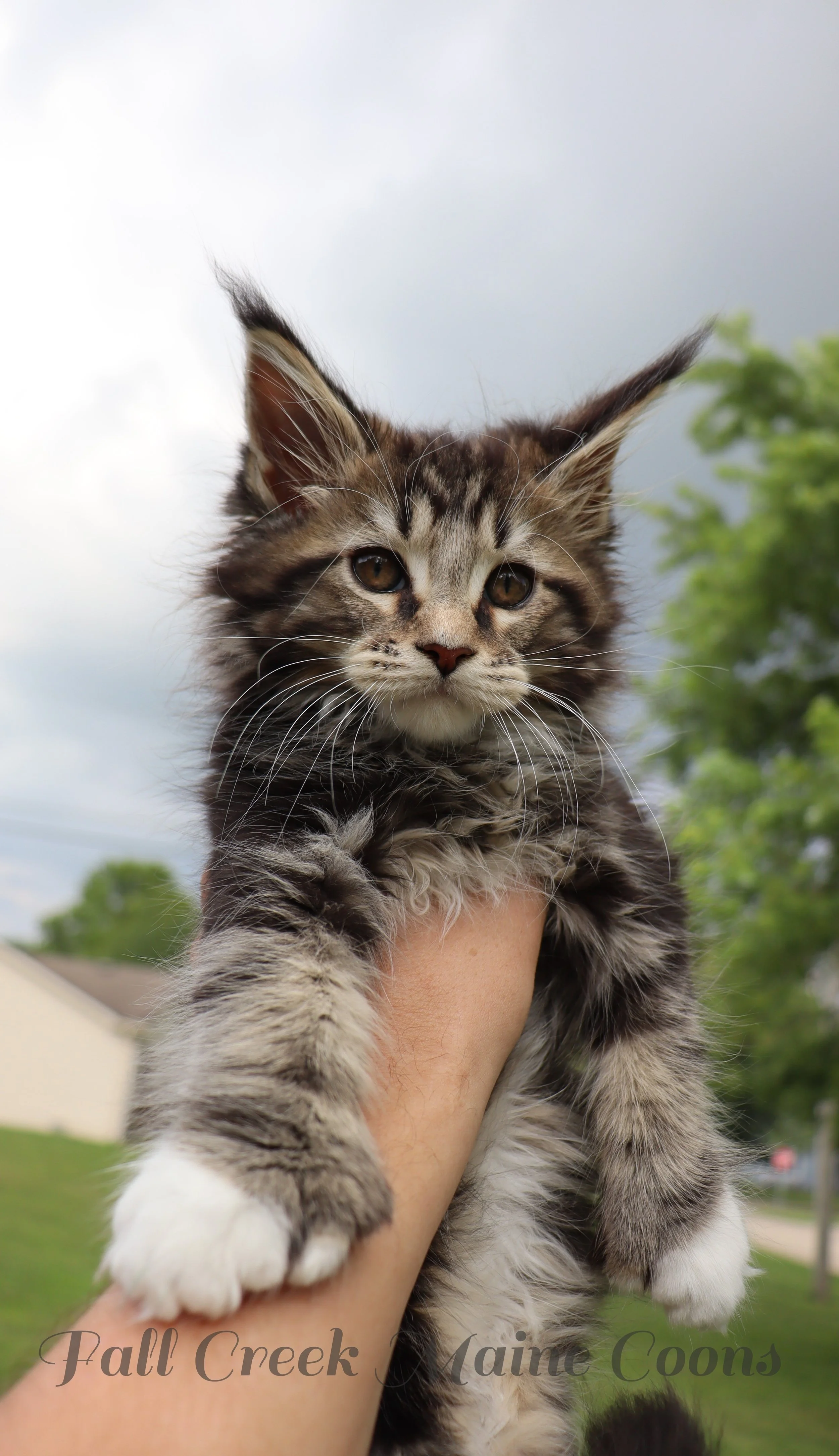 A person holding up a fluffy tabby kitten outdoors, with green trees and a cloudy sky in the background. Maine Coon breeder