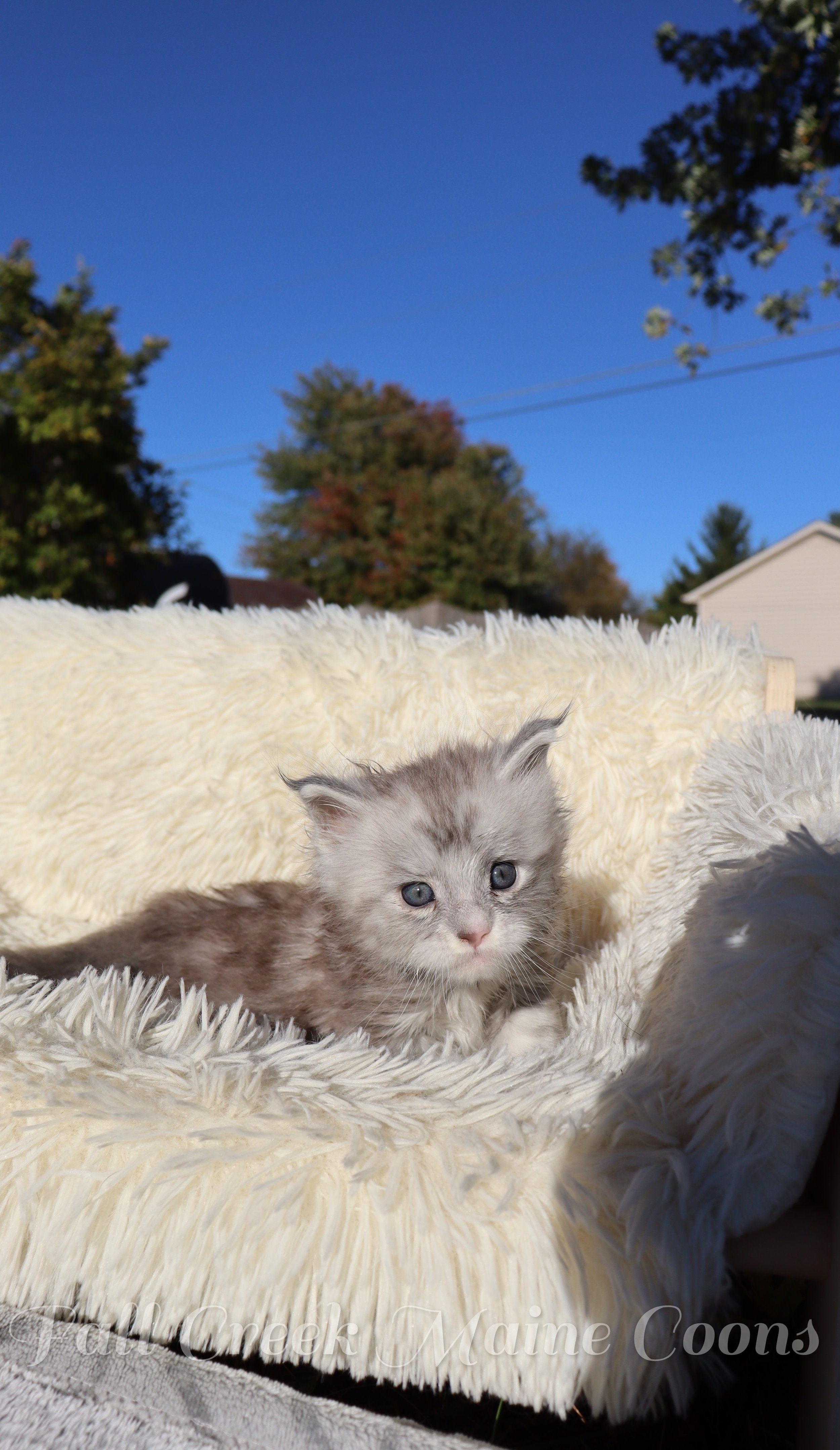 Reputable Maine Coon breeders in Indiana, specializing in kittens with excellent health and temperament, offering support to new owners.
