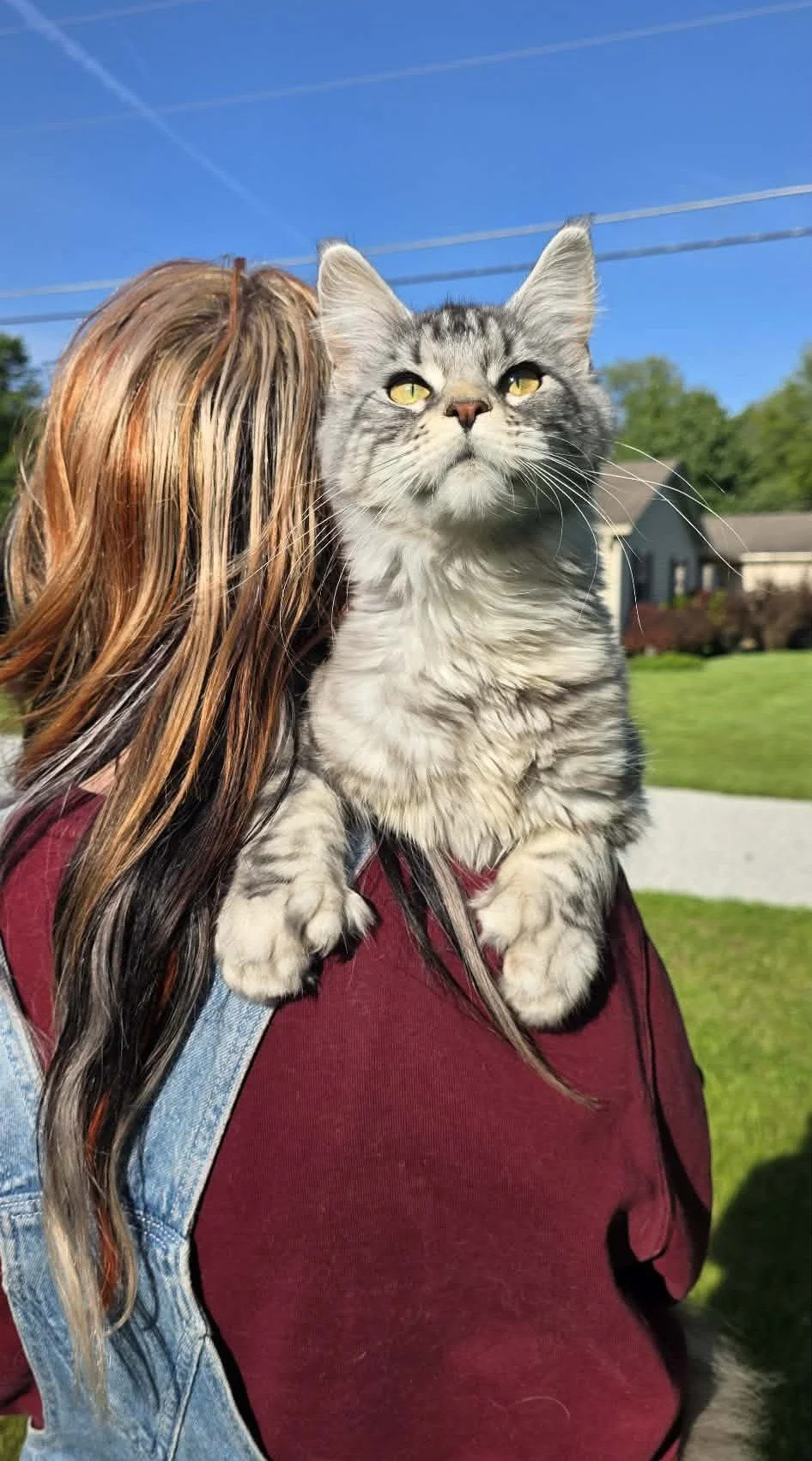 Playful Maine Coon kitten with oversized paws, tufted ears, and soft silver tabby fur looking curiously at the camera.