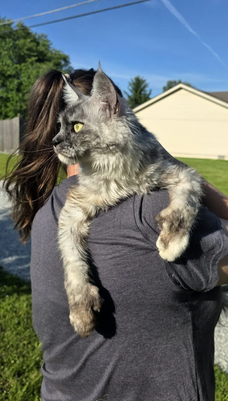 Large European Maine Coon cat with long fluffy coat, lynx tips, and striking golden eyes sitting proudly outdoors.