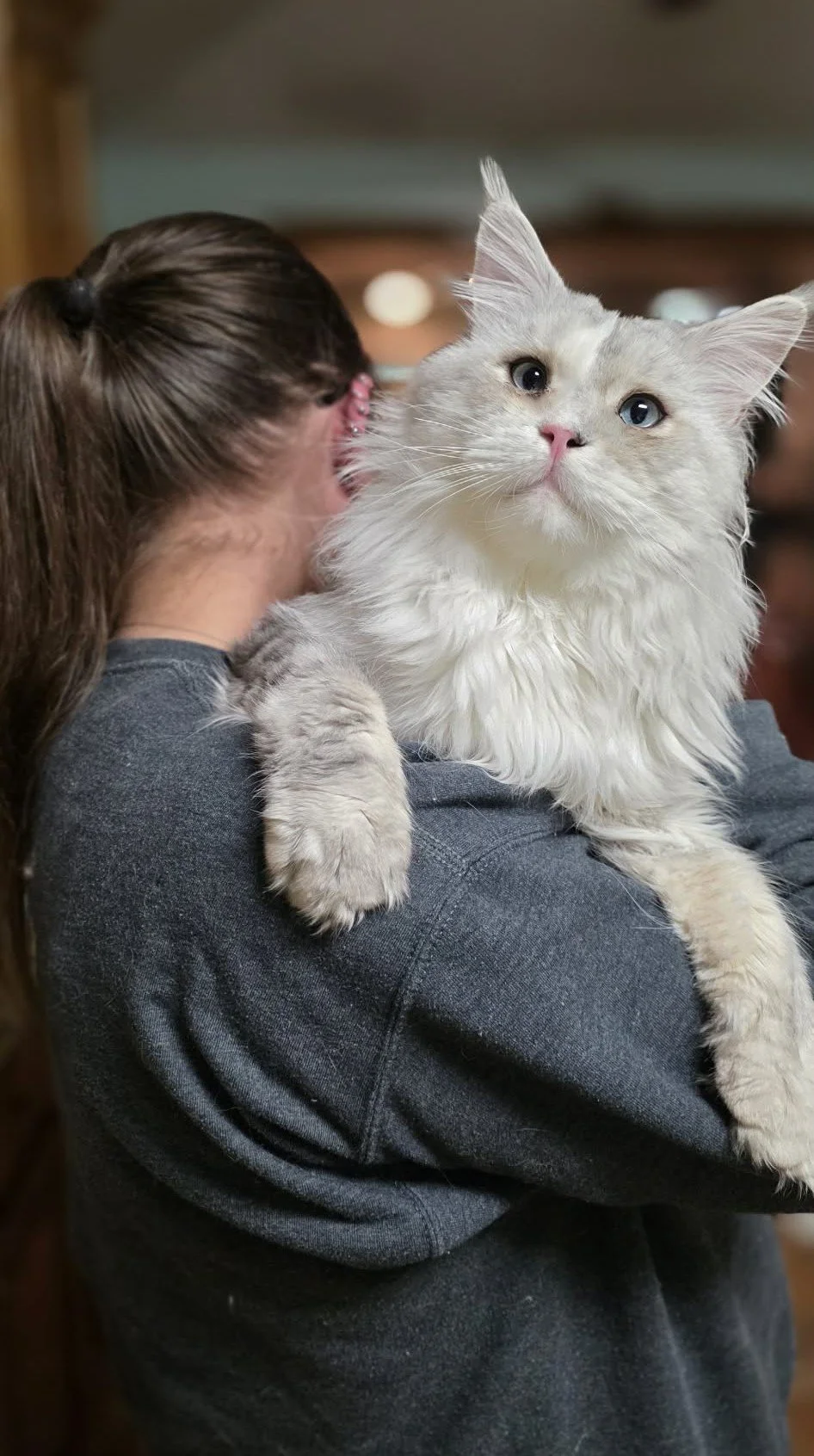 A woman holding a large fluffy white and gray Maine Coon cat with blue eyes and pink nose.