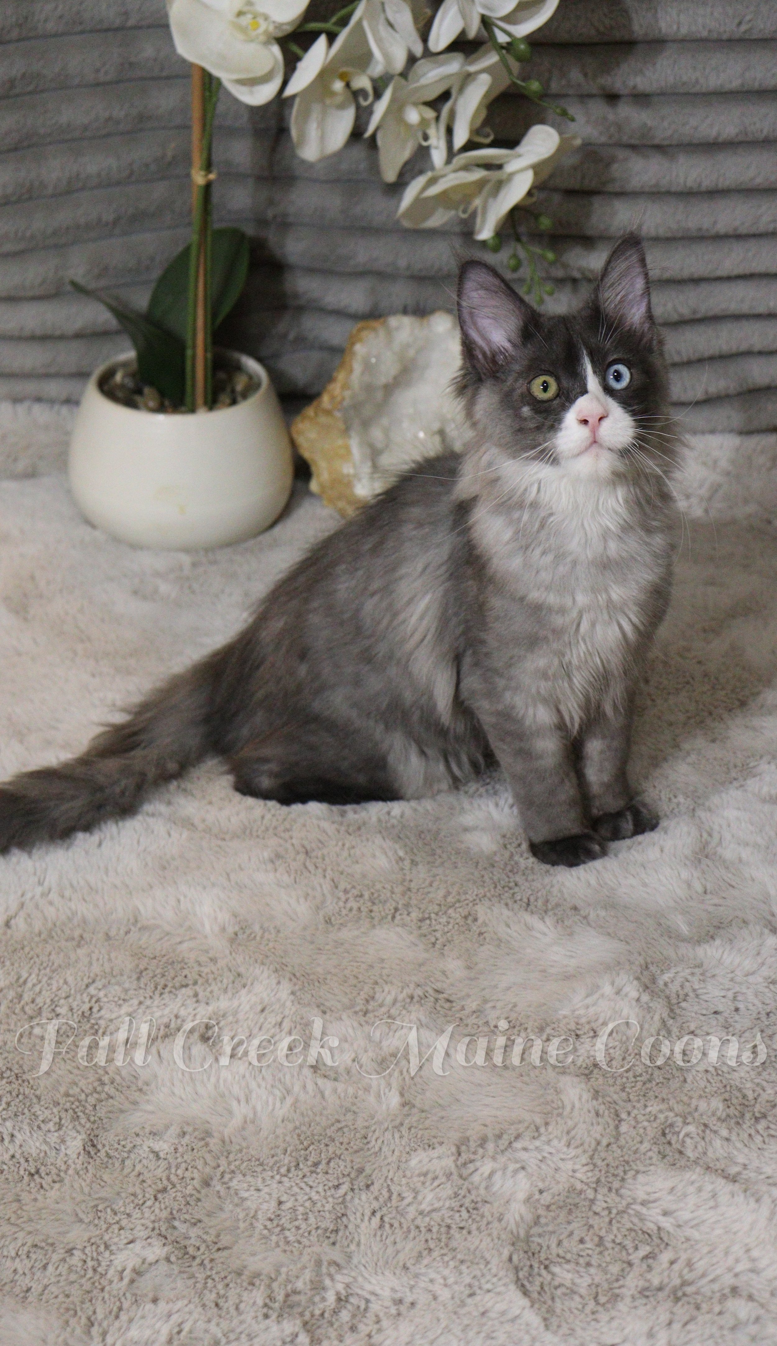 A young grey and white maine coon cat with heterochromatic eyes for sale, one green and one blue, sitting on a soft, beige blanket with a white orchid in a pot and a geode in the background. odd eyed maine coon