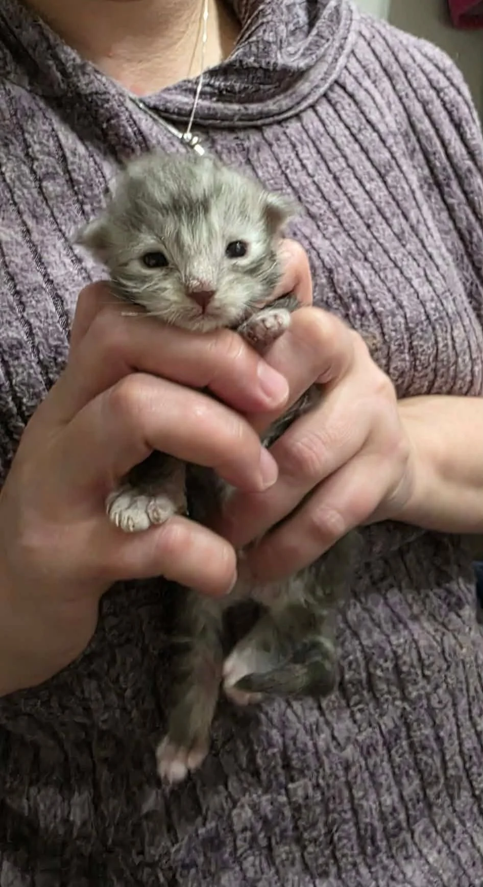 A person holding a small gray kitten with light fur and closed eyes, wearing a gray textured sweater.