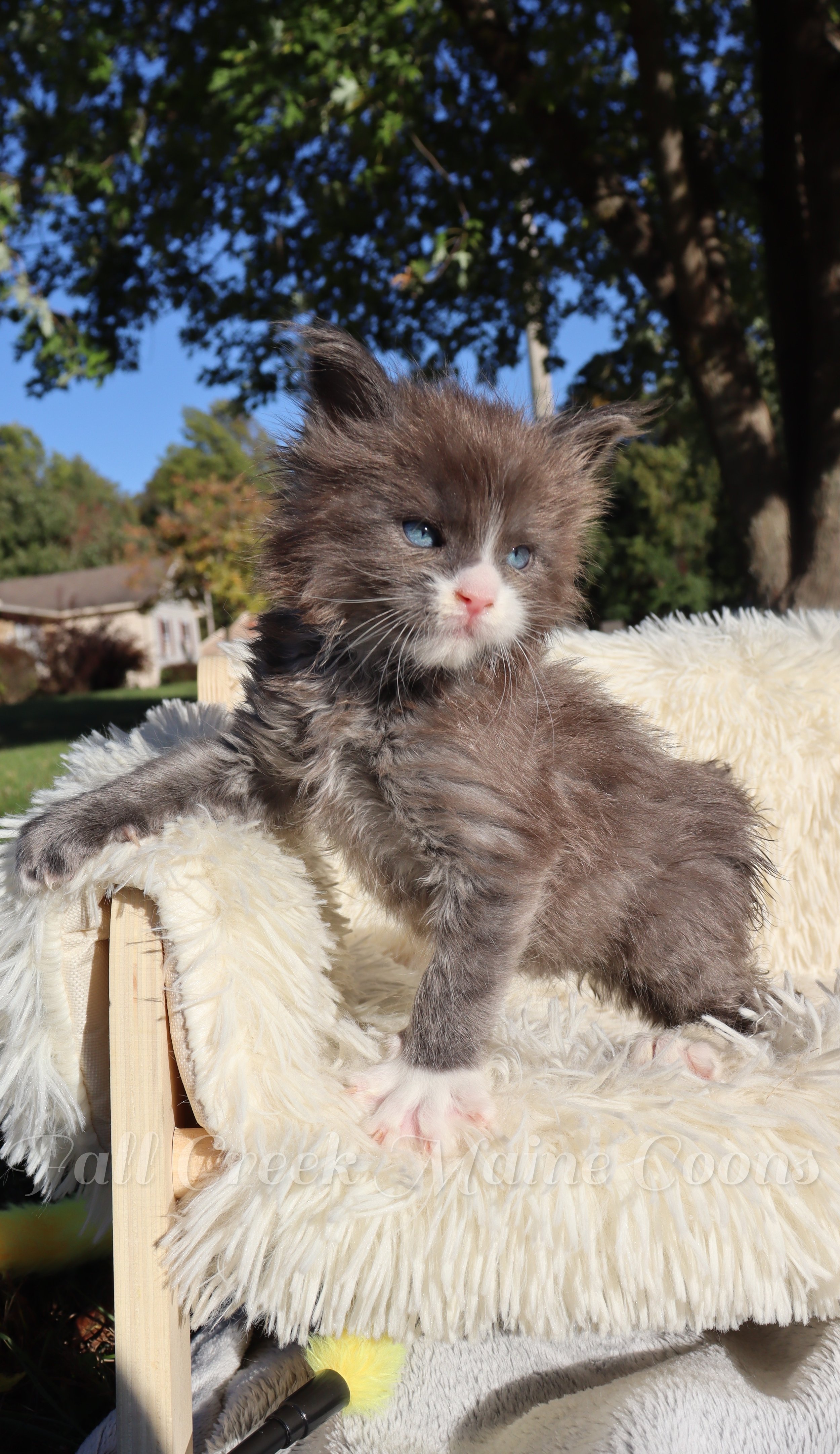 Trusted Maine Coon breeders in Indiana, prioritizing the health and wonderful personalities of our kittens while offering continuous assistance to their new, caring families.