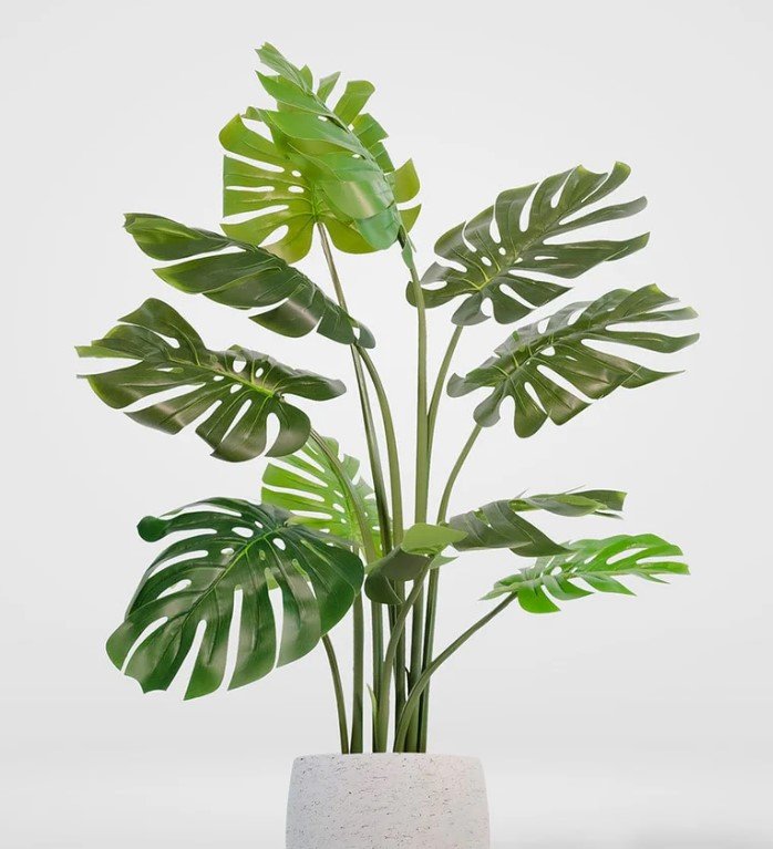 Monstera Deliciosa