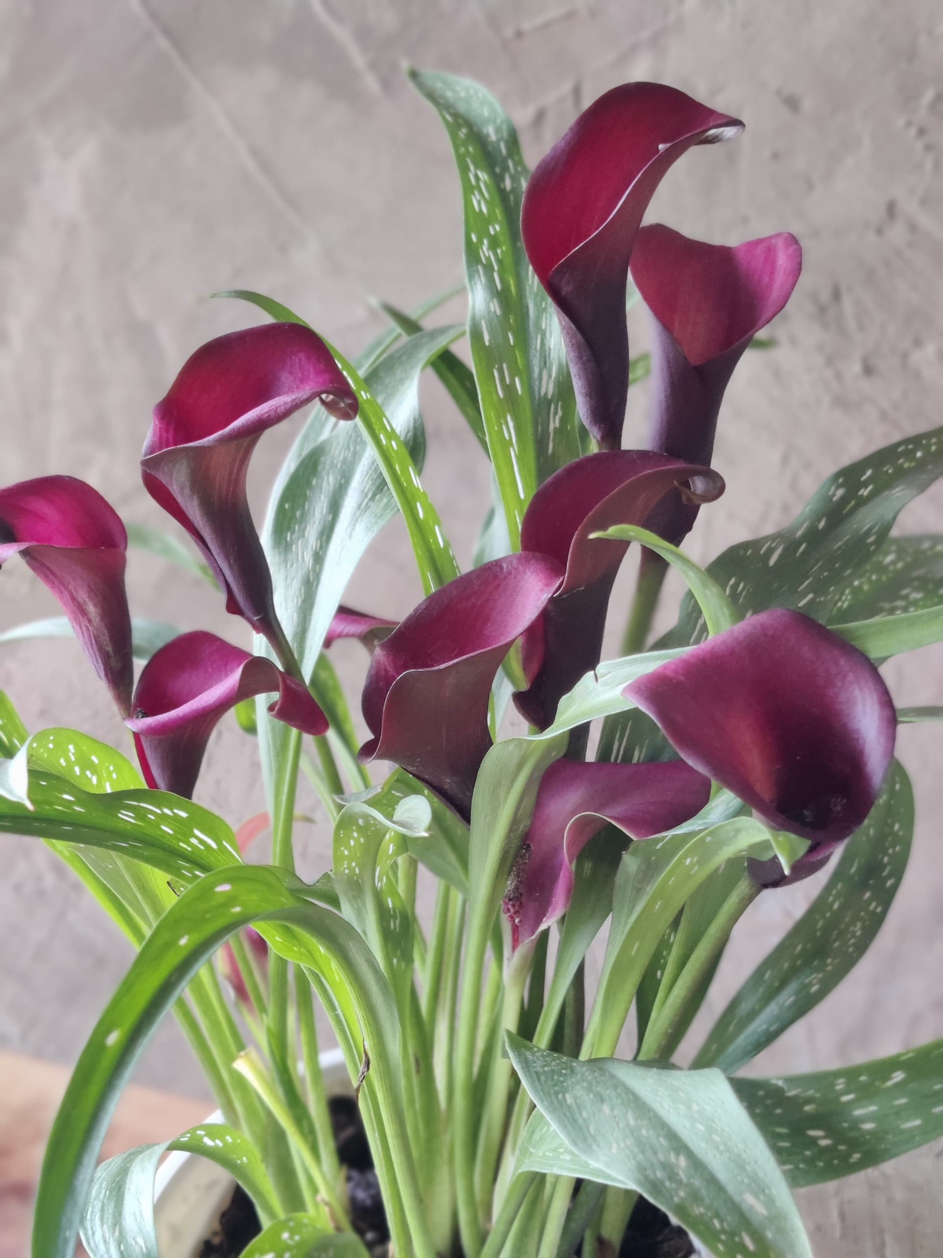 Calla Lily - Live Plants