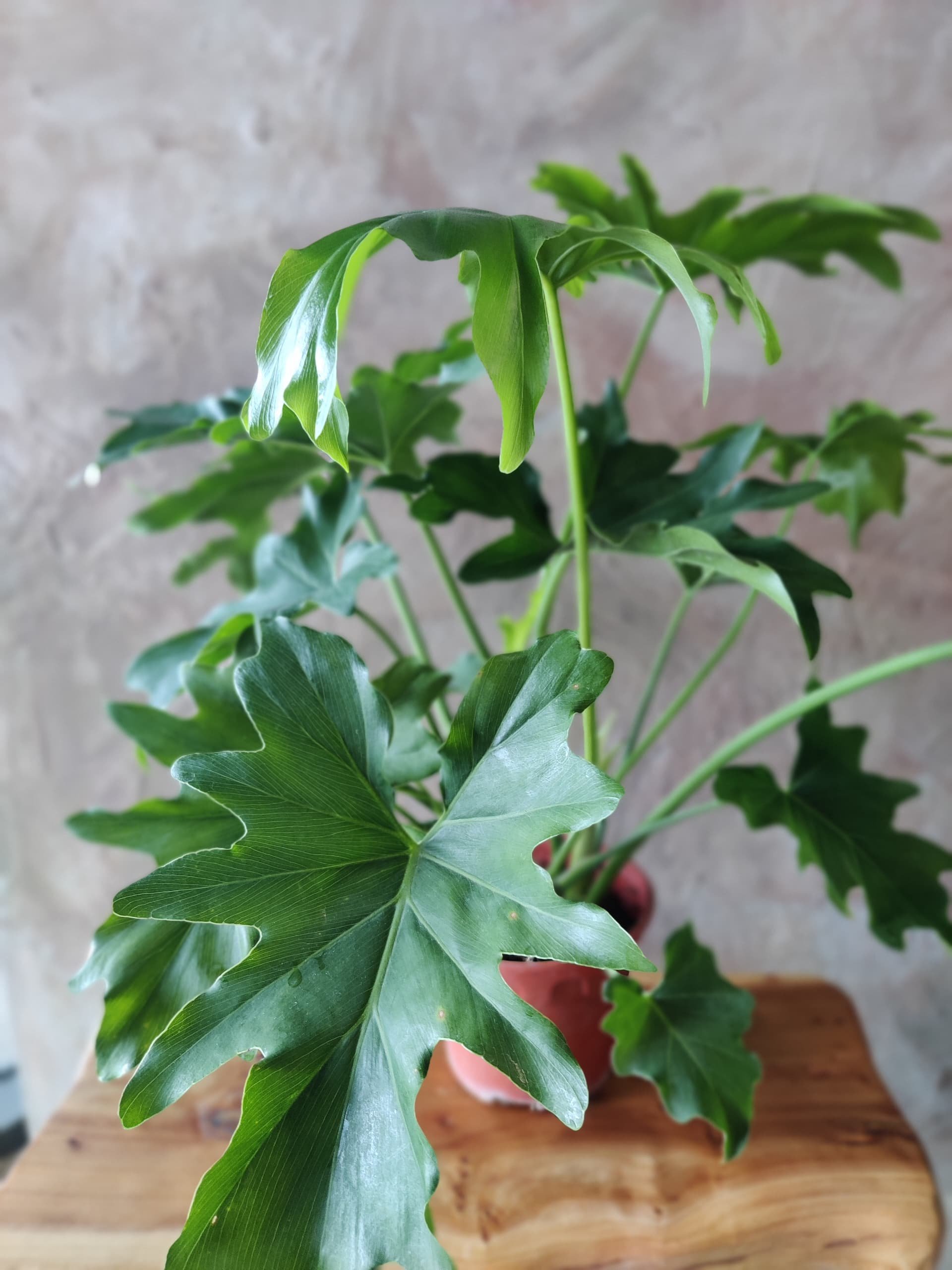 Philodendron Selloum