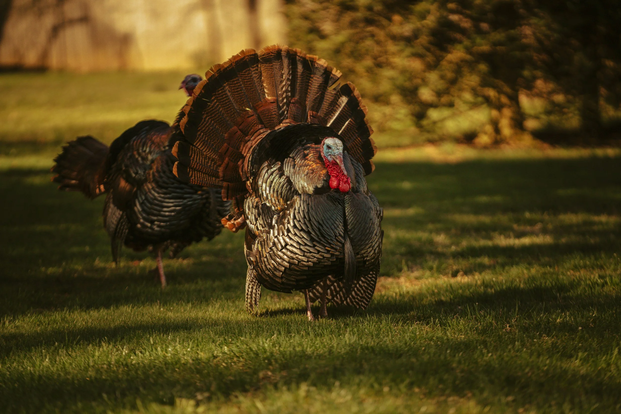 Thanksgiving