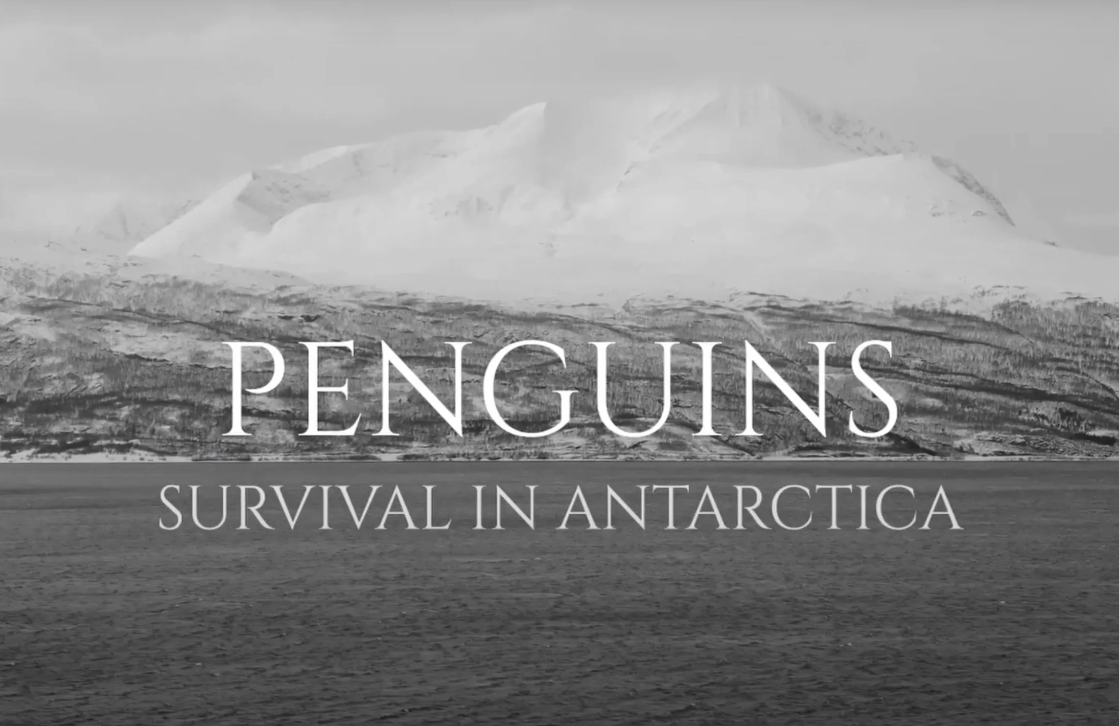 Penguins_Cue Tube Film for composers (2023)