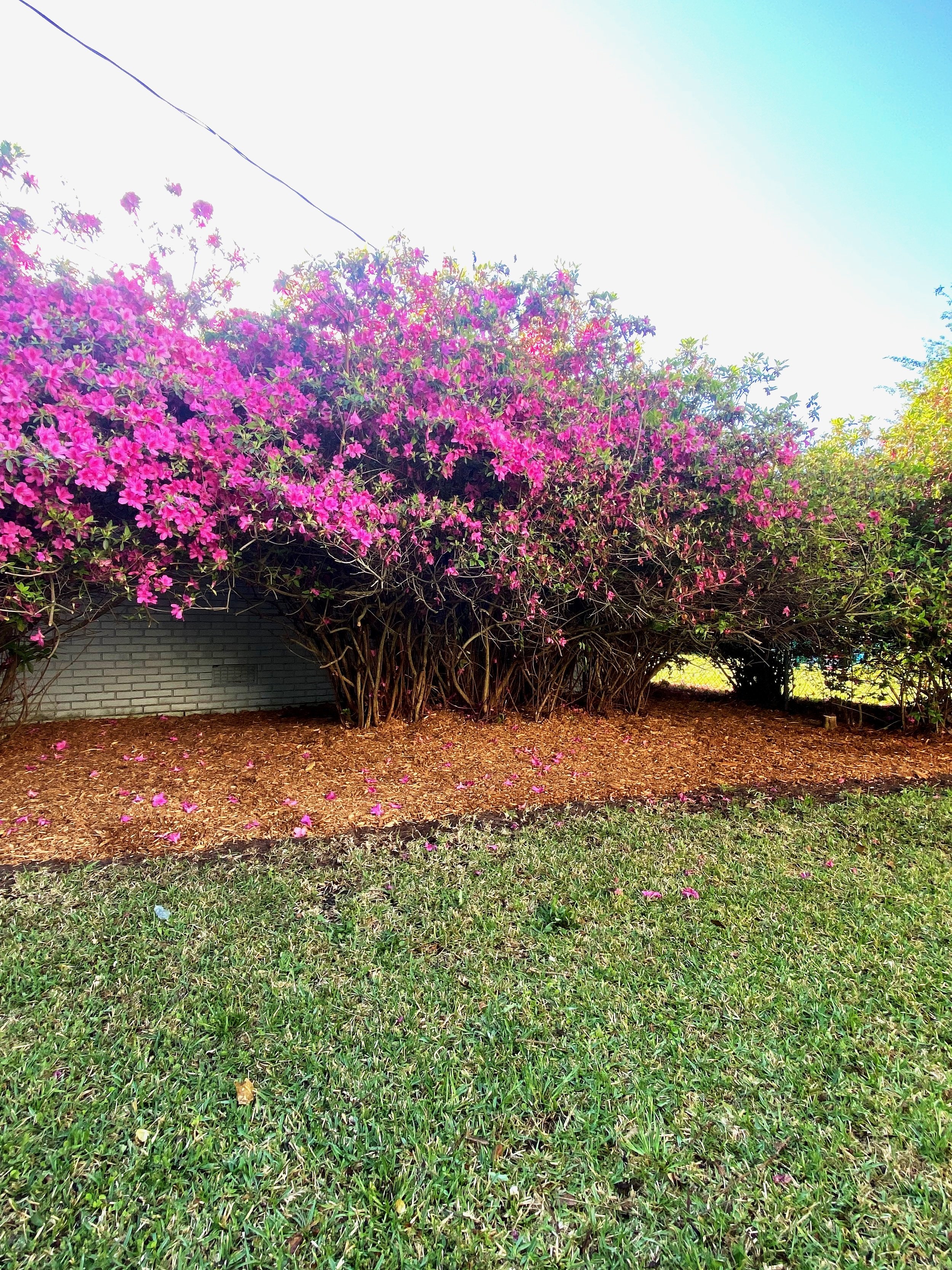 Azalea4.jpg