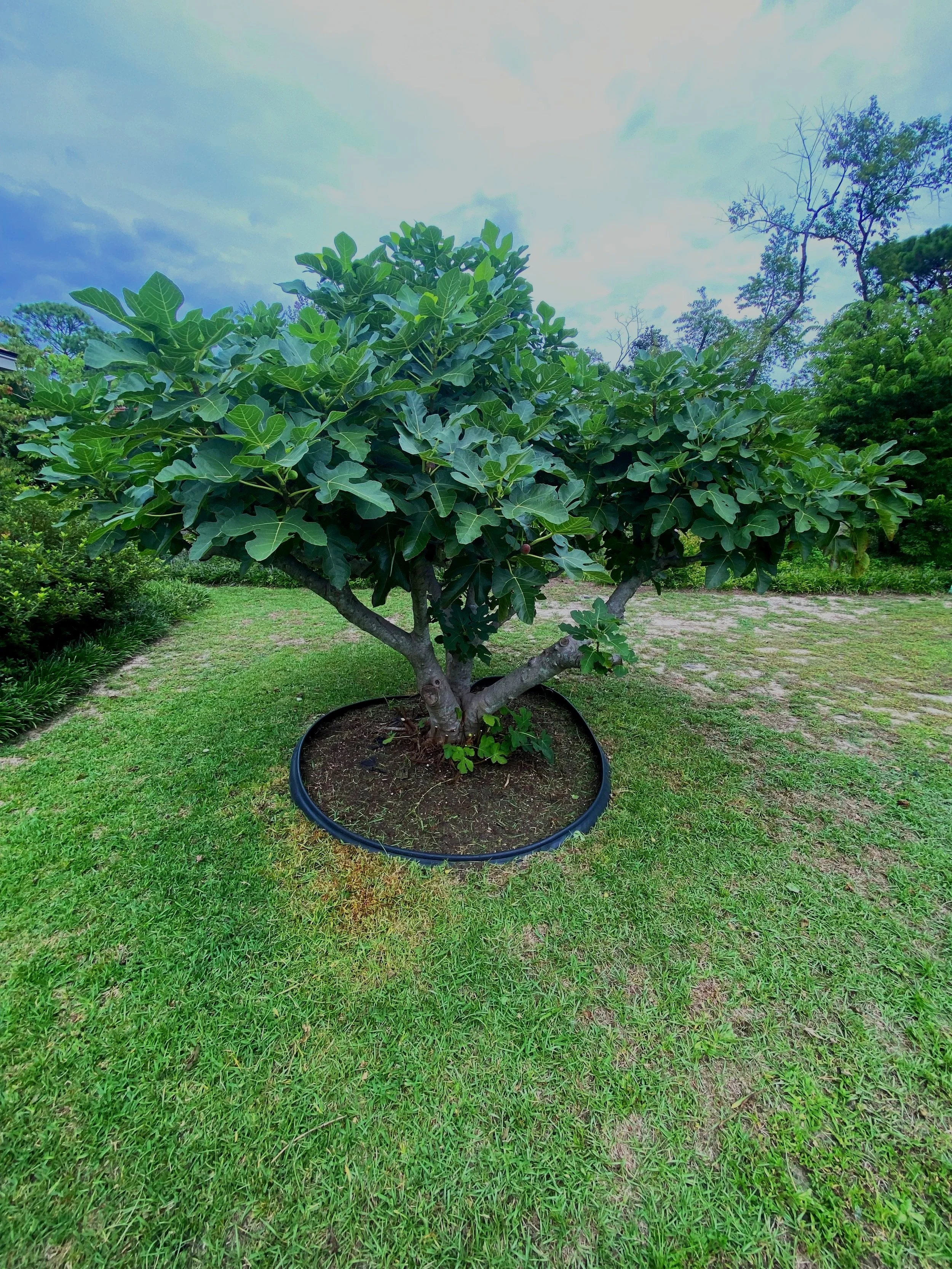 Fig Tree.jpg