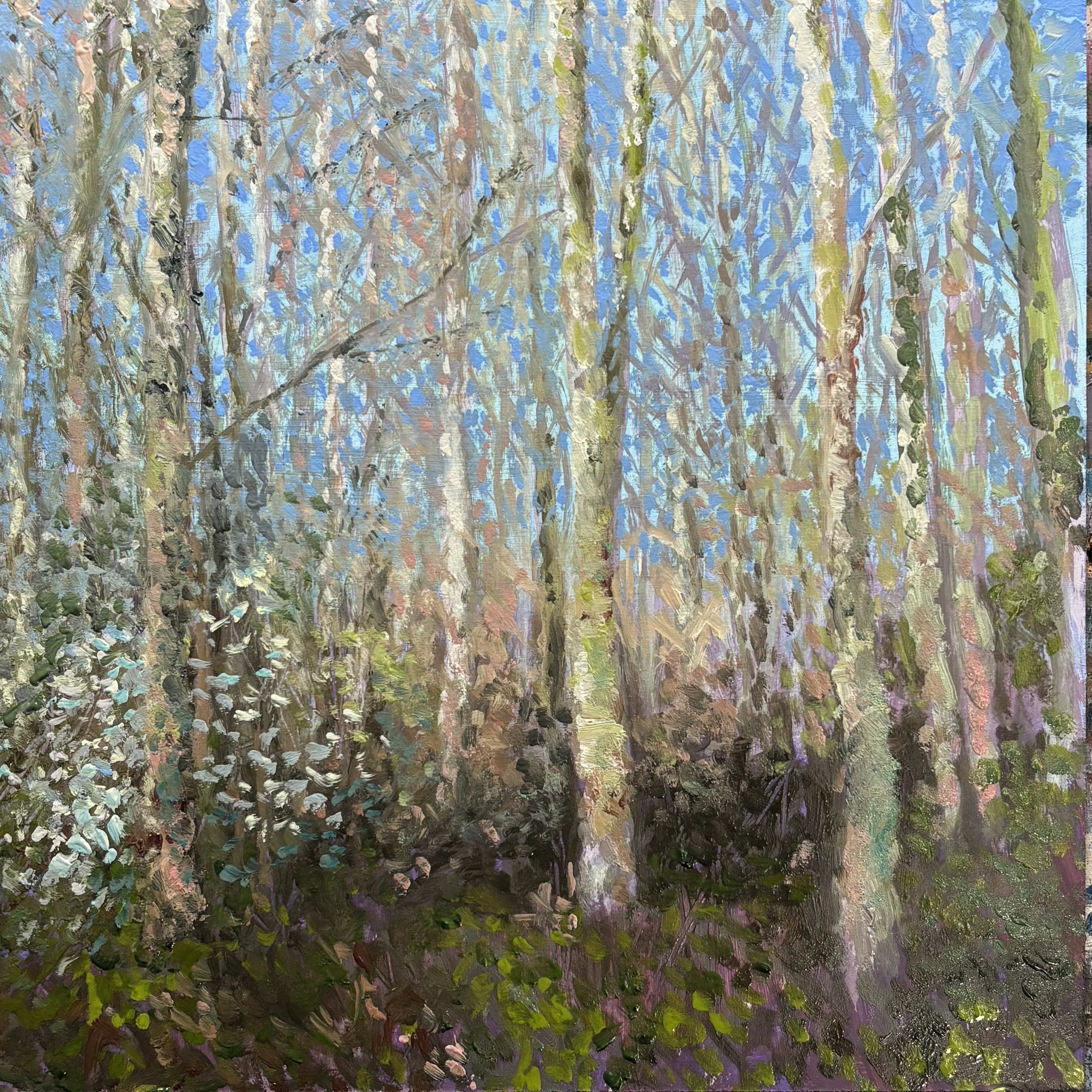 Sliver birch afternoon. Plein air study, 20x20cm oil on board £225 🔴. 