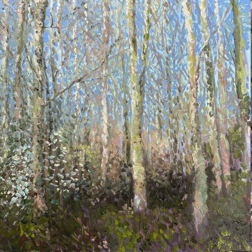 Sliver birch afternoon. Plein air study, 20x20cm oil on board £225 🔴. 