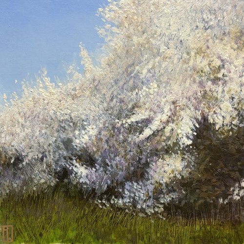 Blackthorn blossom, plein air study. 20x20cm oil on board. 