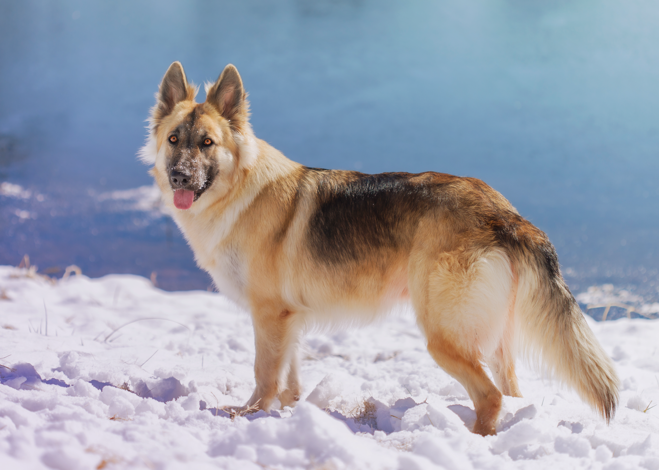 Por que os Cães Precisam Merecer Privilégios?