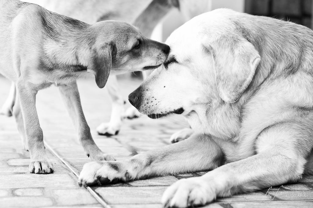 Cães Idosos: Como Identificar Mudanças no Comportamento e Definir uma Rotina Mais Apropriada.