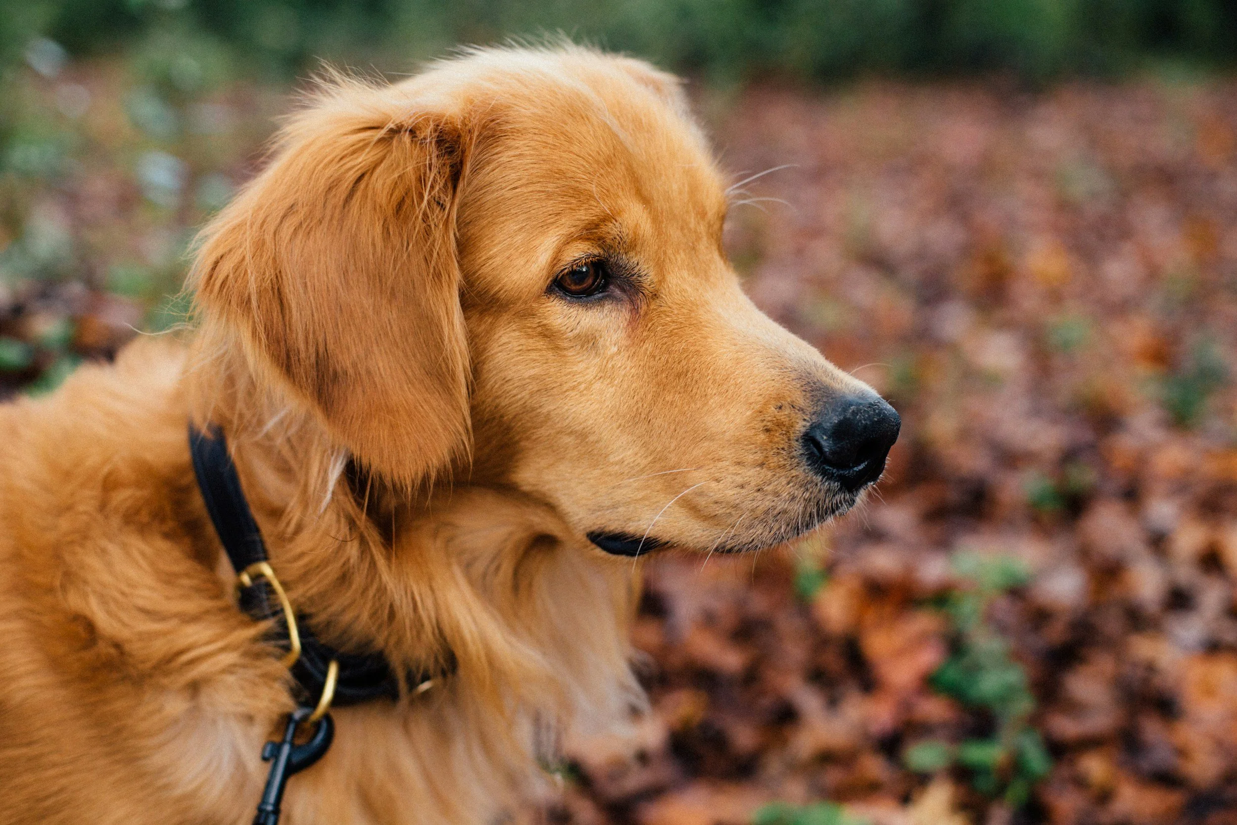Prevenção Comportamental: O Papel Crucial do Relacionamento Entre Cães e Suas Famílias.