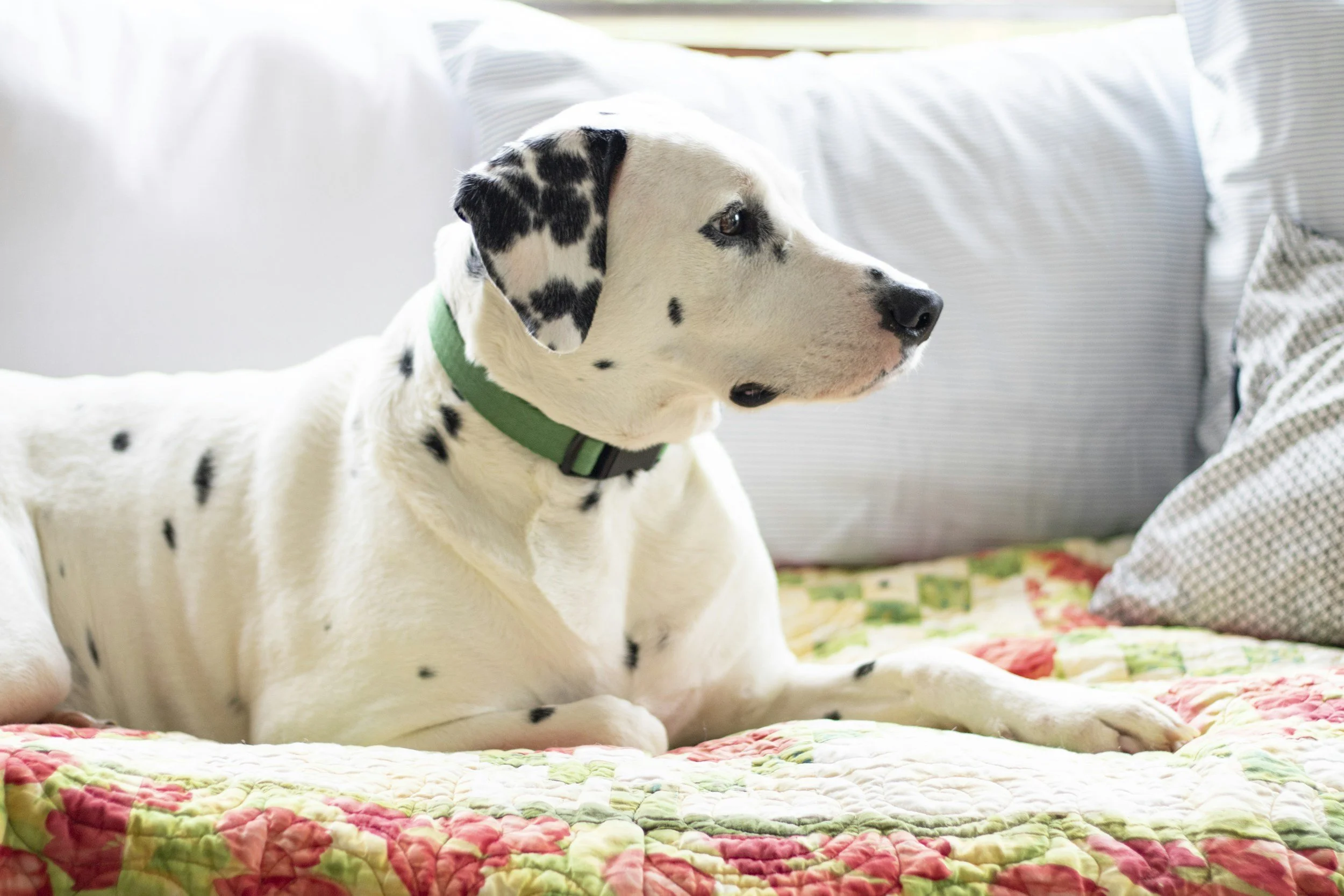 Porque o uso da focinheira pode ajudar cães mais sensíveis?