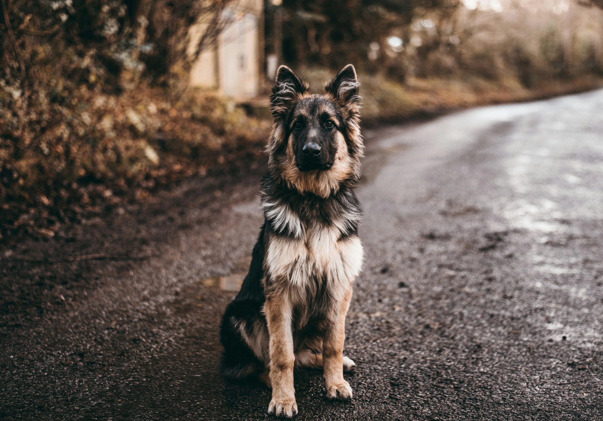 A Dança do Fox Trot: Como Anexar Comandos aos Comportamentos dos Cães