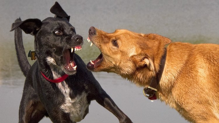 Brigas entre Cães na Mesma Casa: Como Iniciar a Reconstrução do Relacionamento