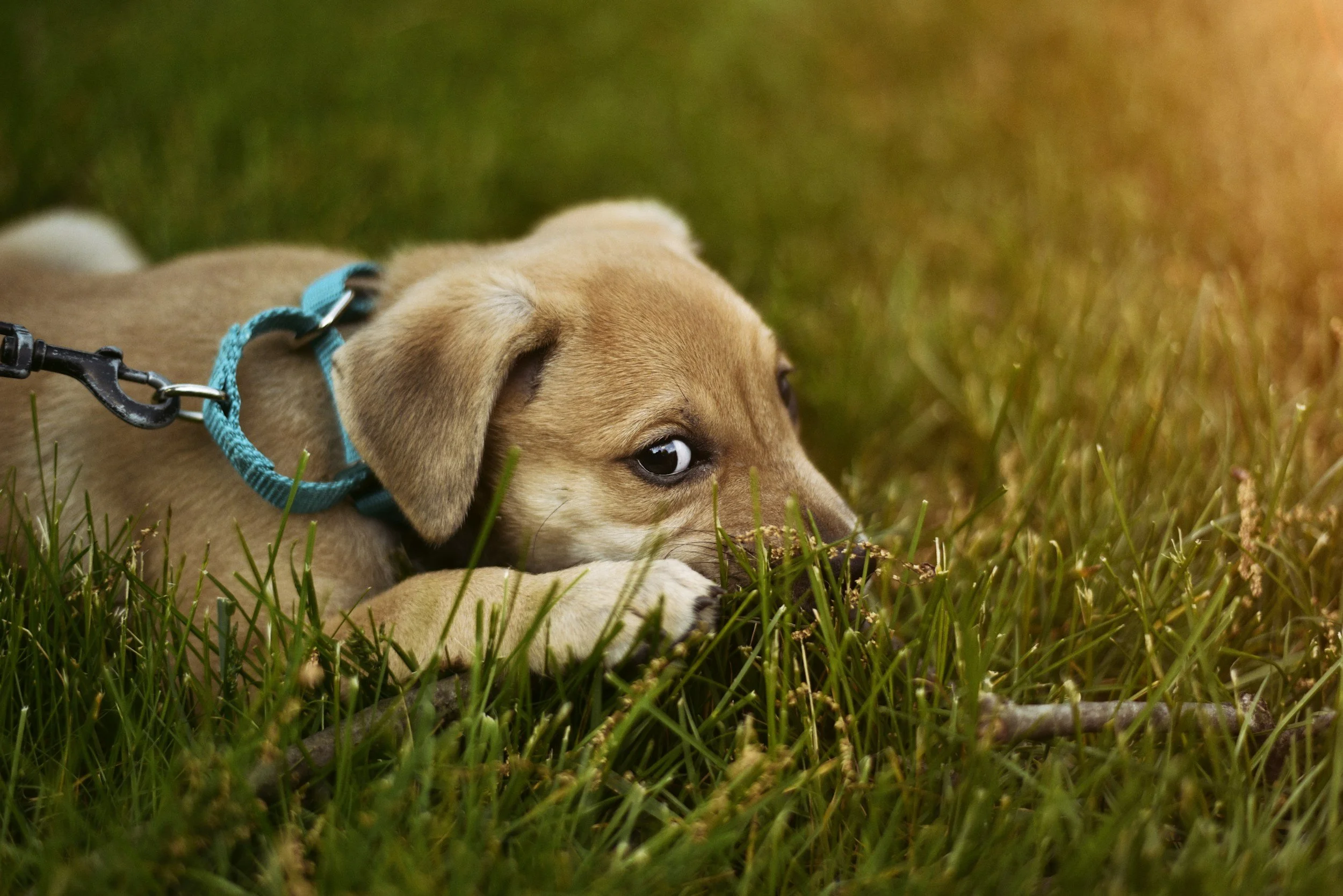 O Perigo do Reducionismo – Contra-Condicionamento de Cães Medrosos