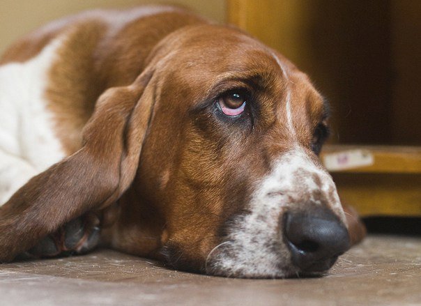 Reflexão de mais de uma Década: O Preço e a Responsabilidade na Vida com Cães
