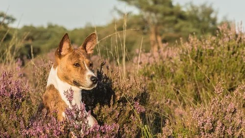 Classificação de Agressividade e Reabilitação em Cães – Por K9-1