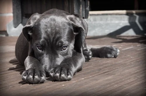 Reabilitação de Cães: O Meio do Caminho