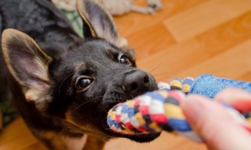Brincando de "Cabo de Guerra" (TUG) com o Seu Cão - Tudo o Que Você Precisa Saber