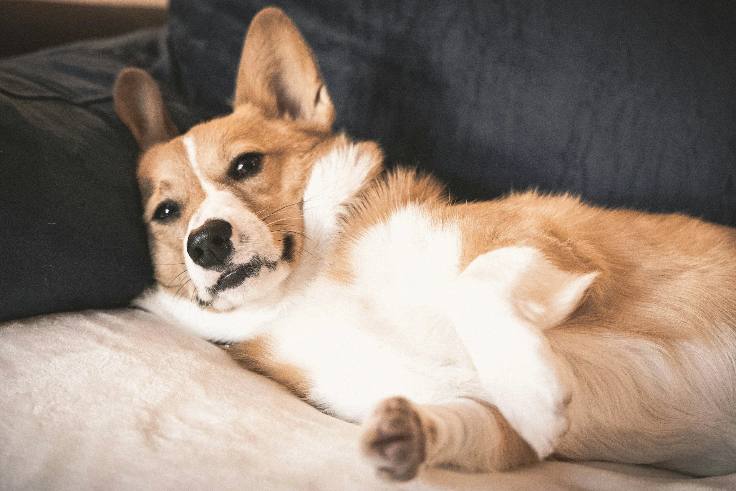 Variabilidade e o Entendimento Correto do "Errado" no Treinamento de Cães