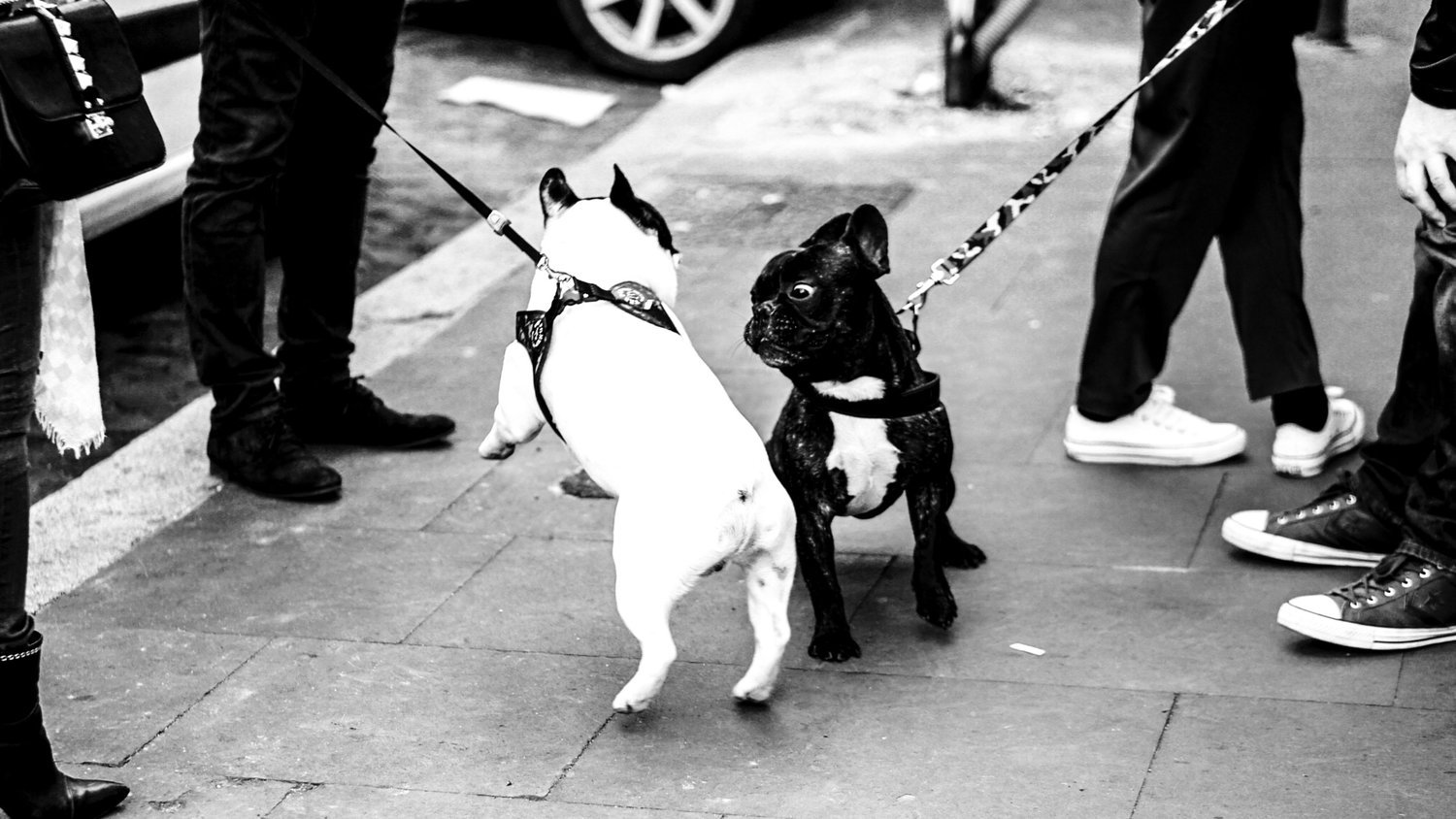 Brigas Entre Cães: Prevenção, Cuidados e Atenção