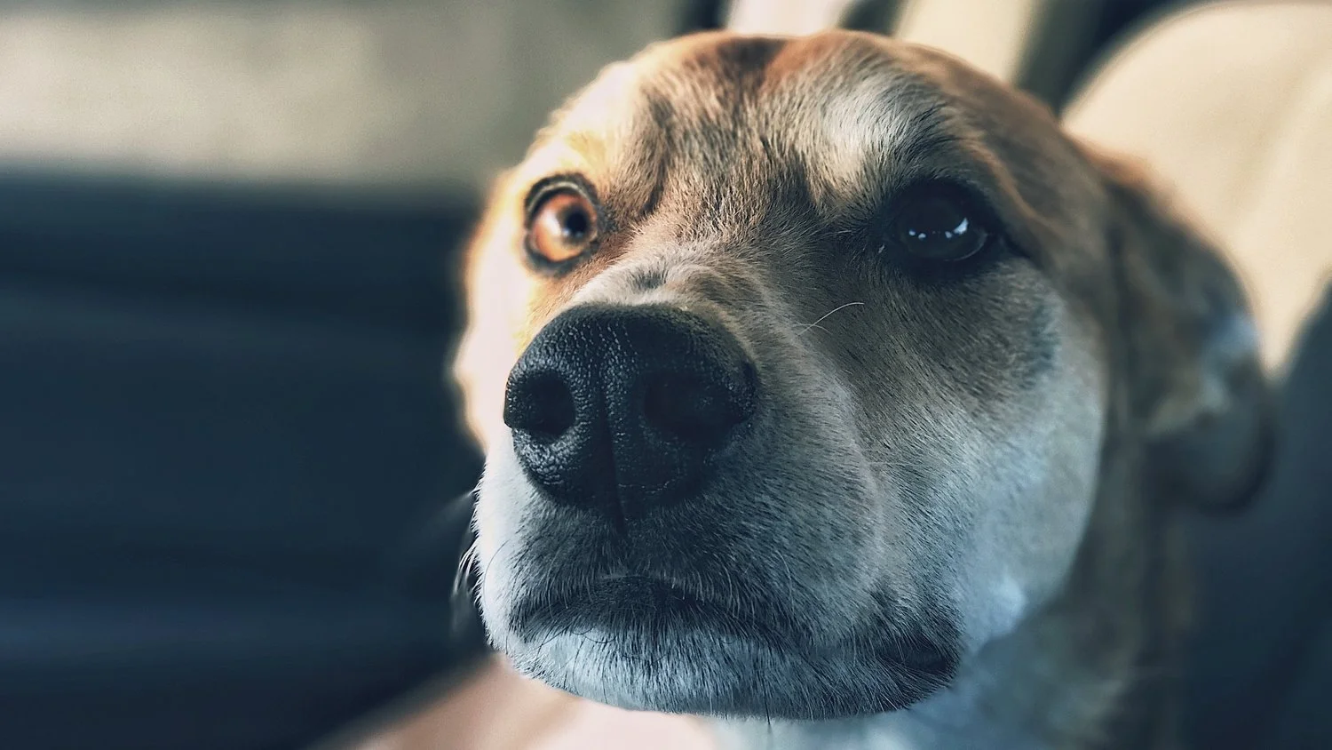 O Estigma do Cão Resgatado e a Eterna Condenação Inconsciente