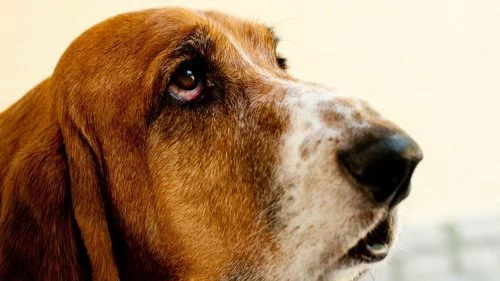 O Impacto da Saúde no Comportamento dos Cães, na Vida e na Rotina