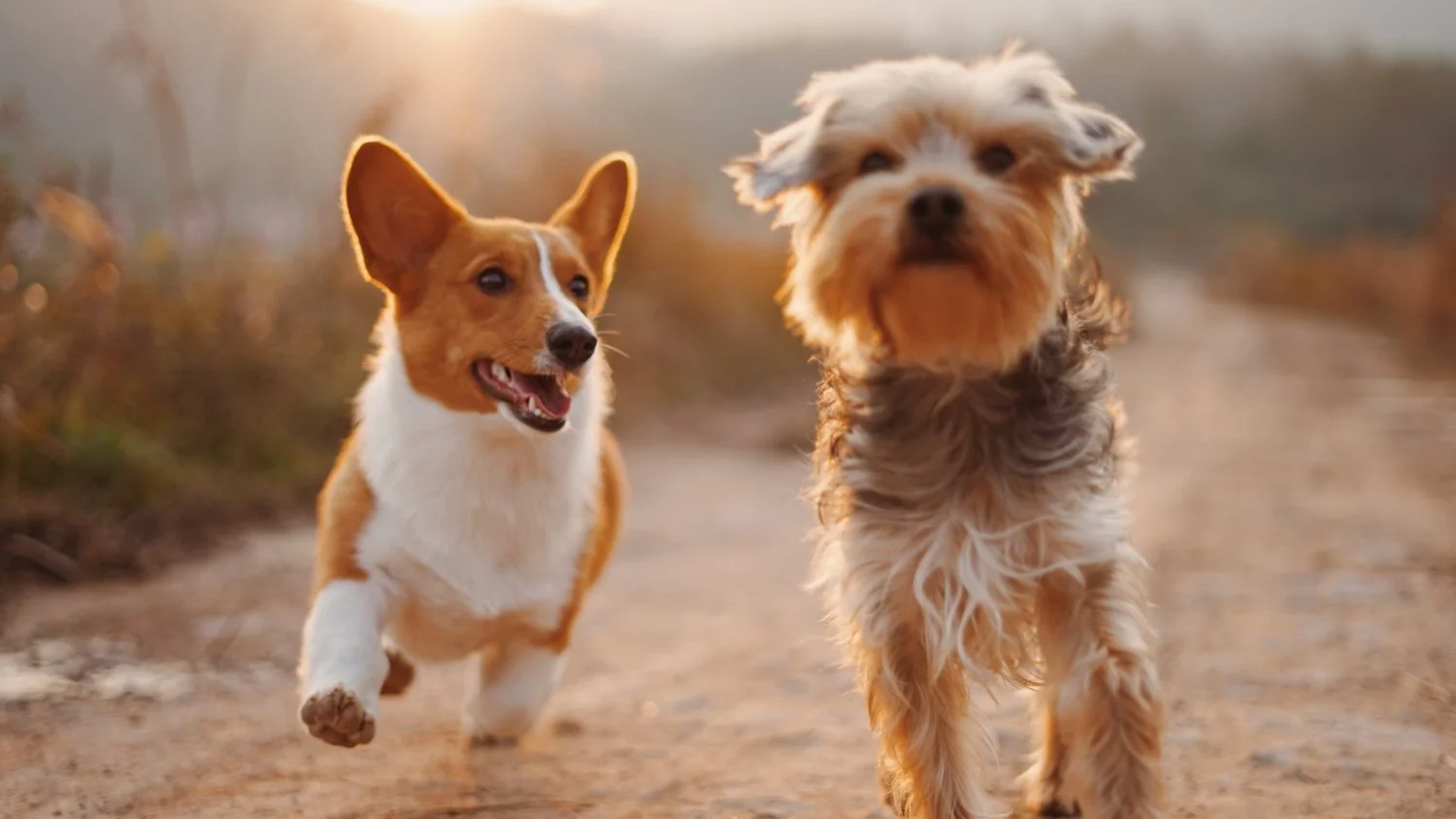 Como os Cães Veem o Mundo: Alguns Fatos sobre o Cosmos Canino