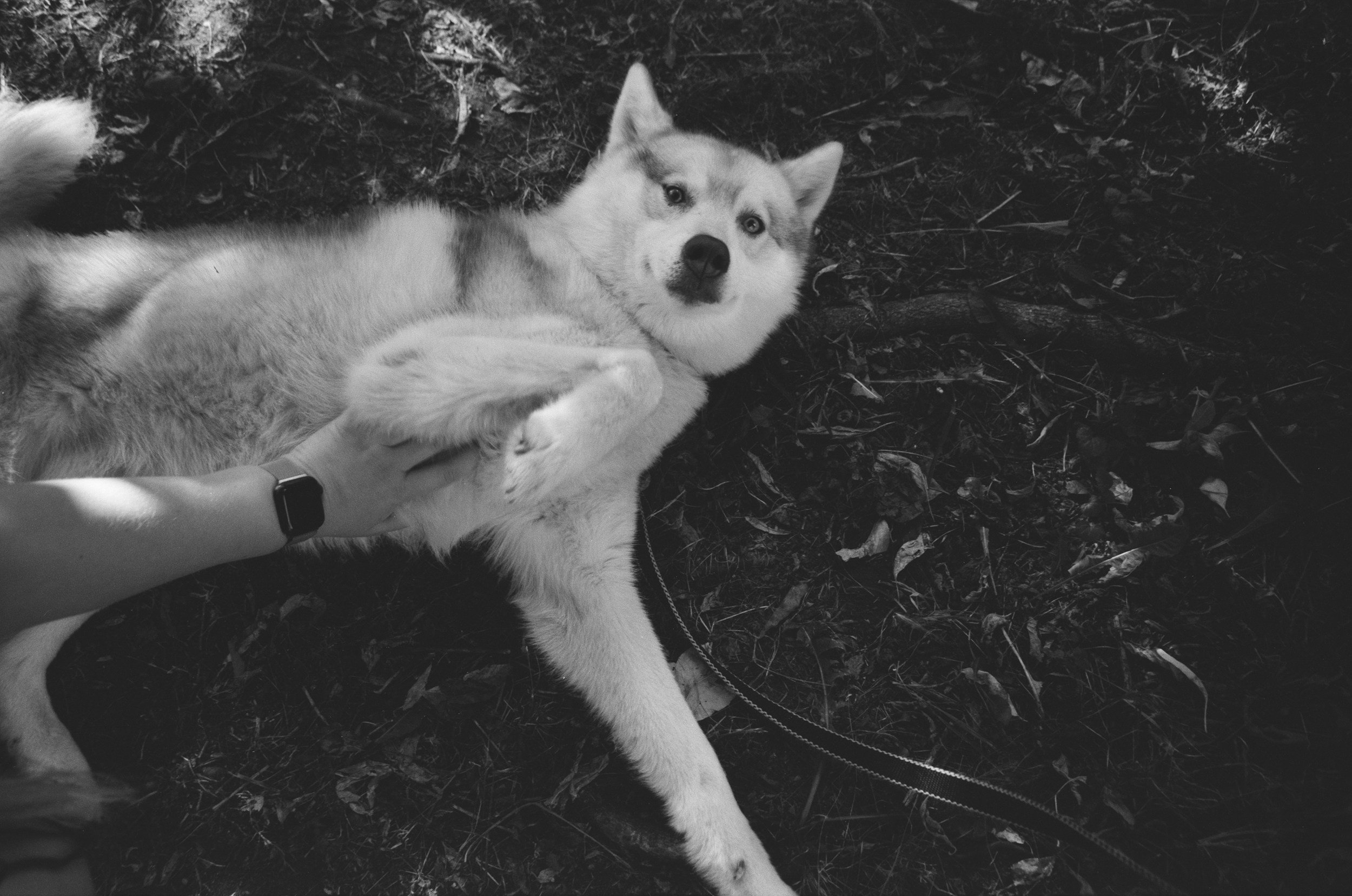 A Razão X A Solução: Os Mitos sobre Comportamento Canino