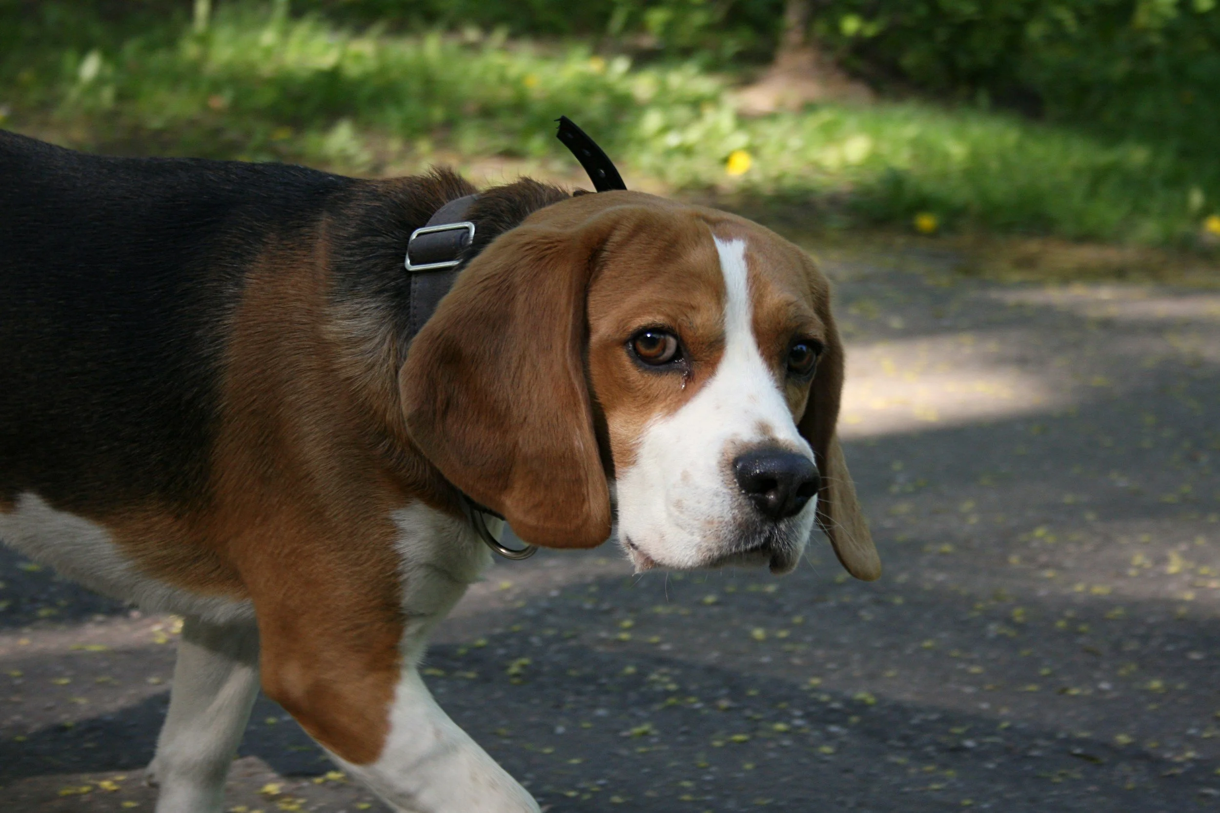Treinos para Cães e as Aplicações na Vida Doméstica e Social