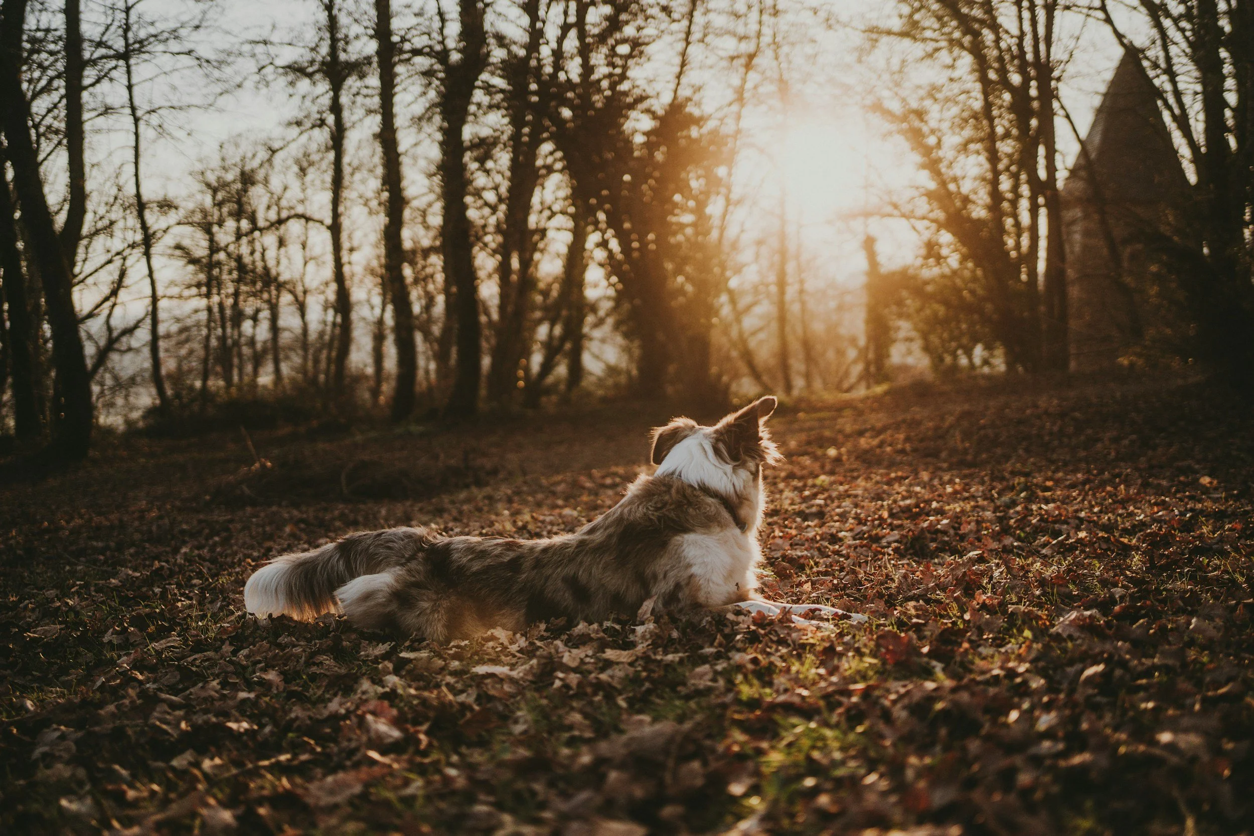 Quando a Coleira Eletrônica (e-Collar) Transforma a Vida de um Cão: Um Caso Real