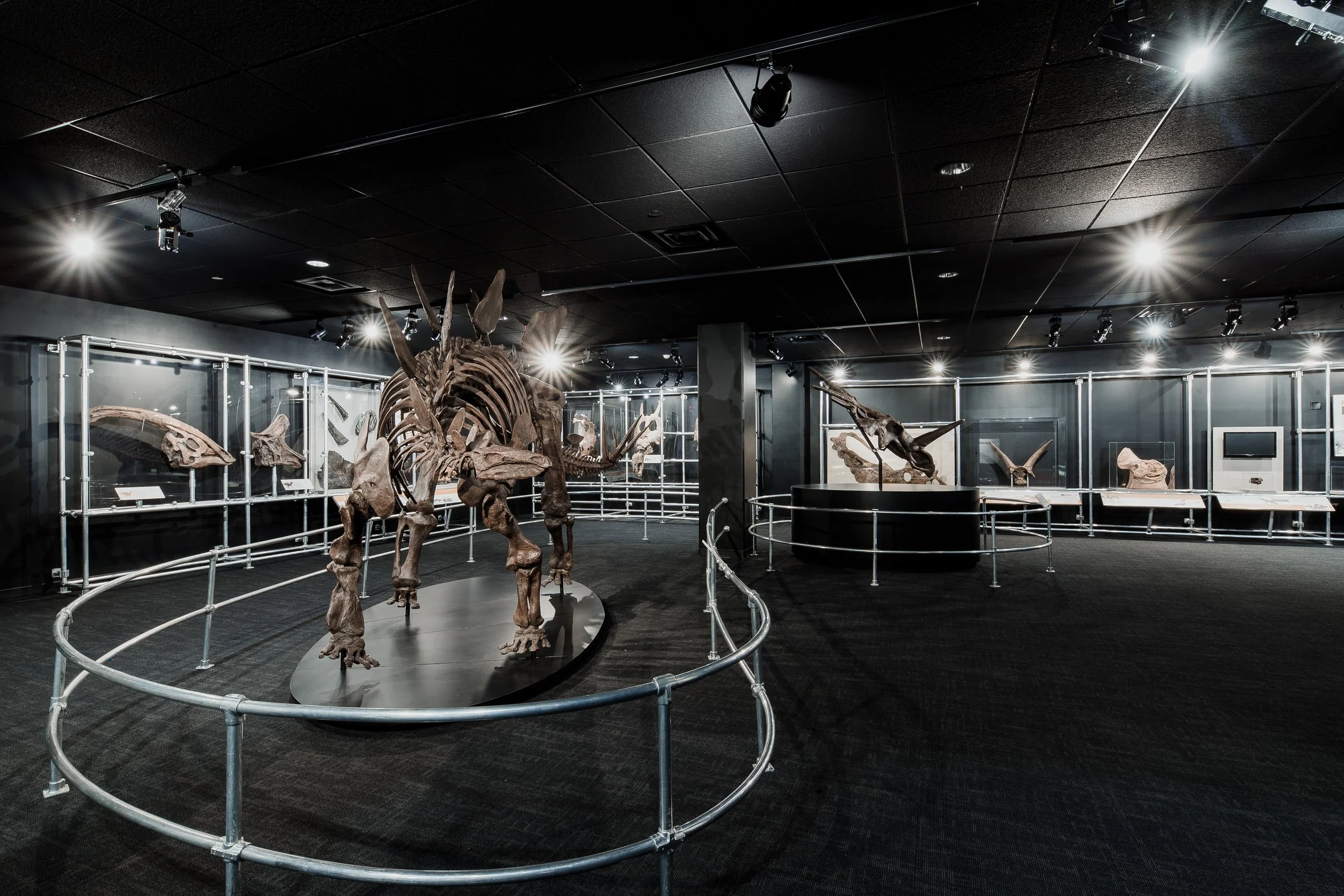 Dinosaur Gallery — Emily Groemmer