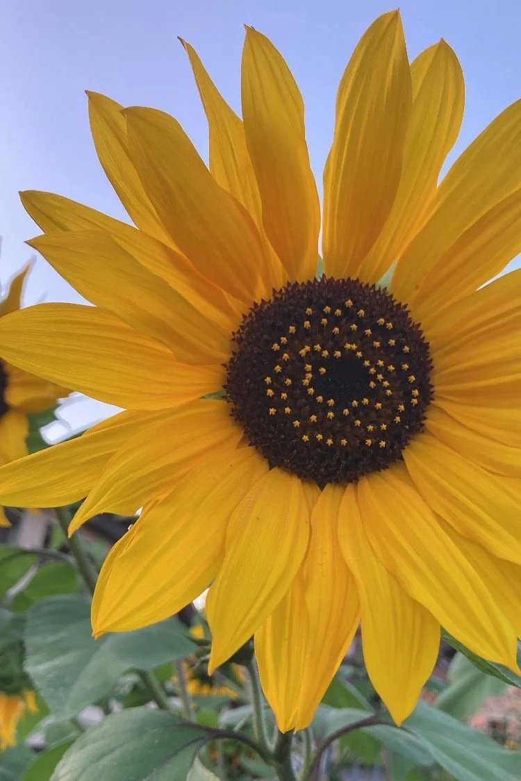 The Sunflower Offer Ideal for those seeking immediate clarity, a quick accountability check-in, a mindset reset, or support without the longer term commitment.