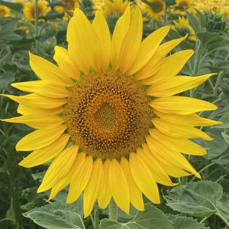The Sunflower Offer Ideal for those seeking immediate clarity, a quick accountability check-in, a mindset reset, or support without the longer term commitment.