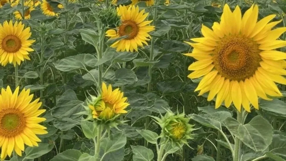 Transition Management Blossom Offer