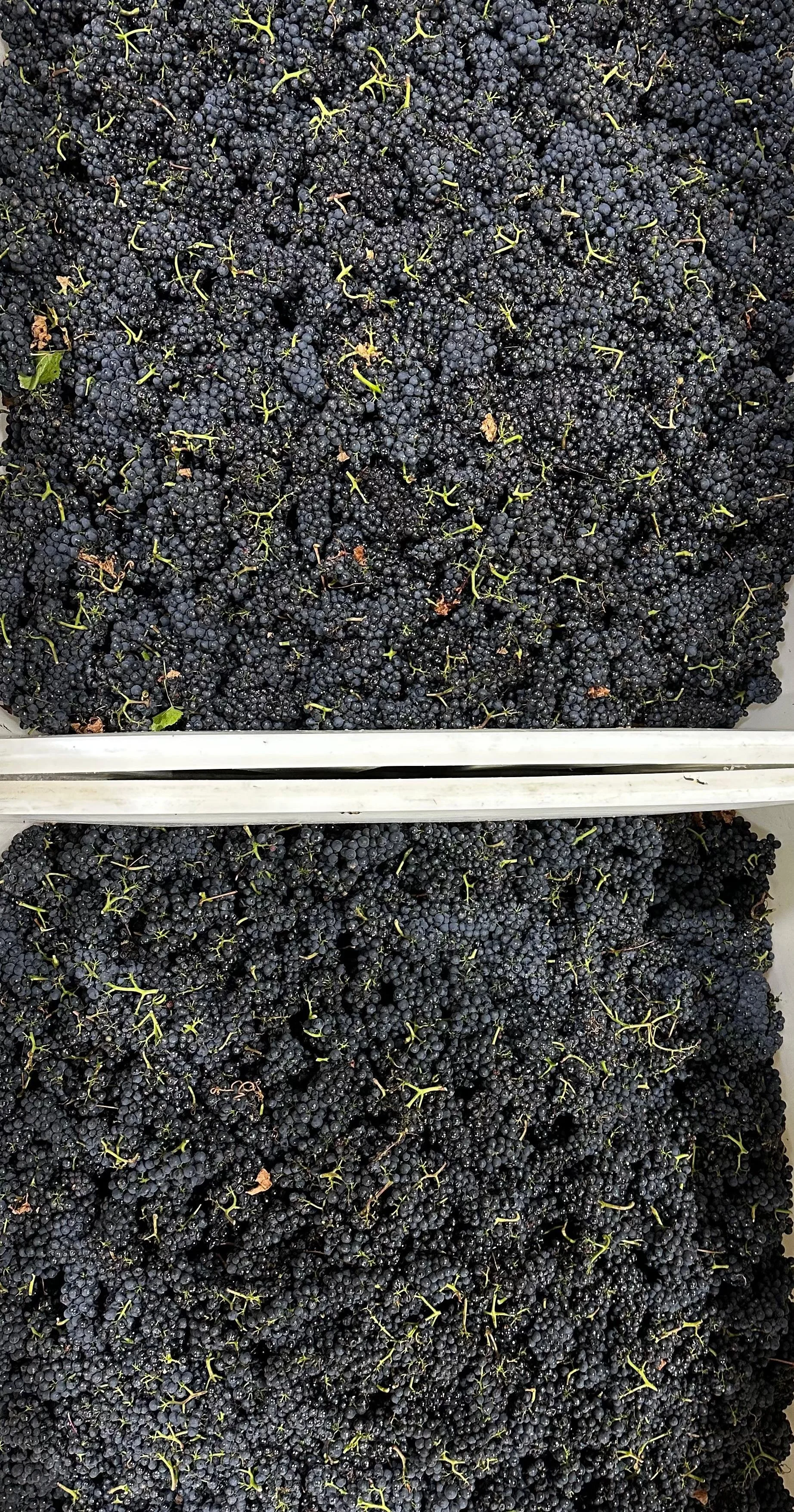 Deep Glow in bins.jpg