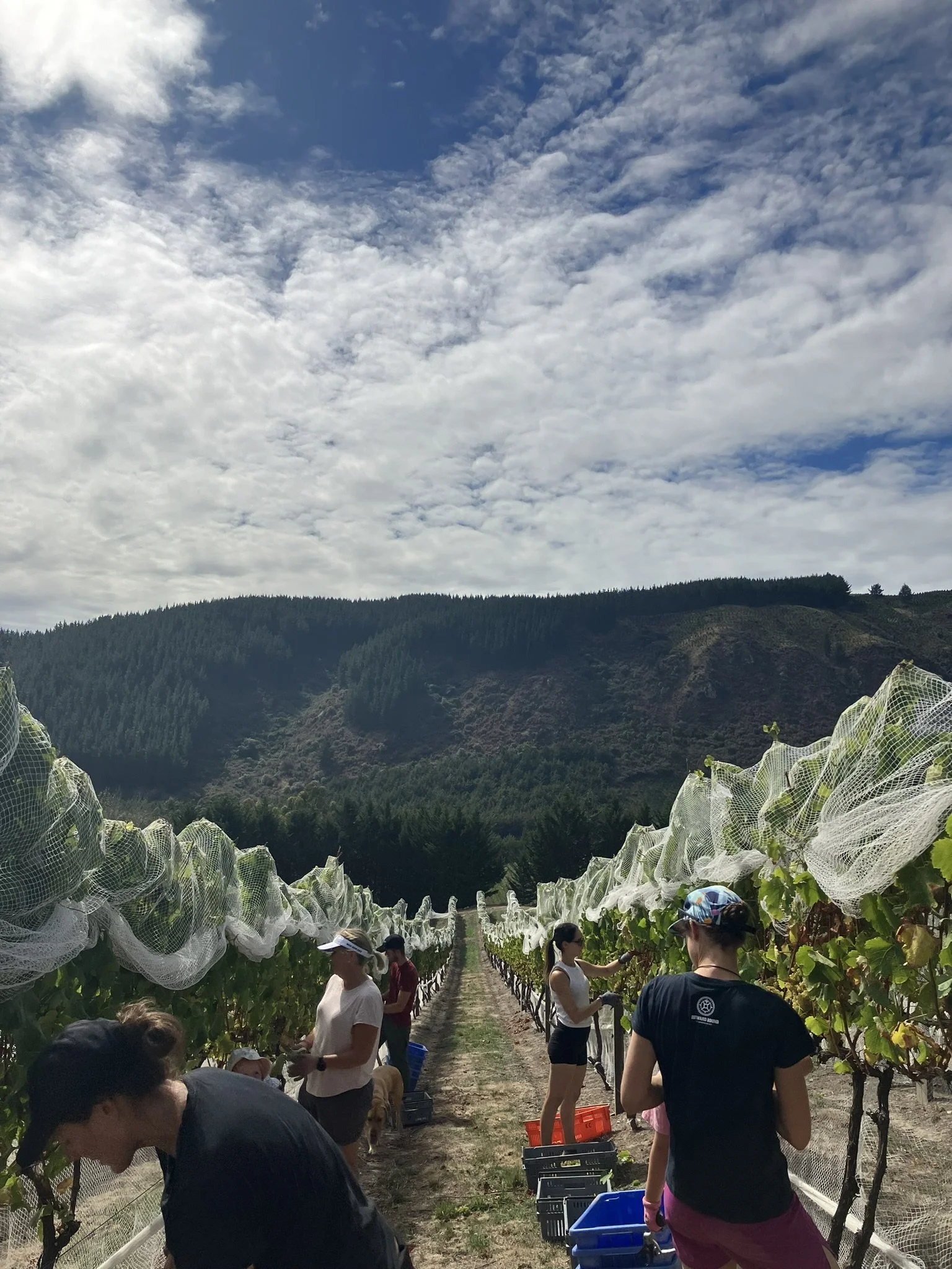 cREW chardy 2024.JPEG