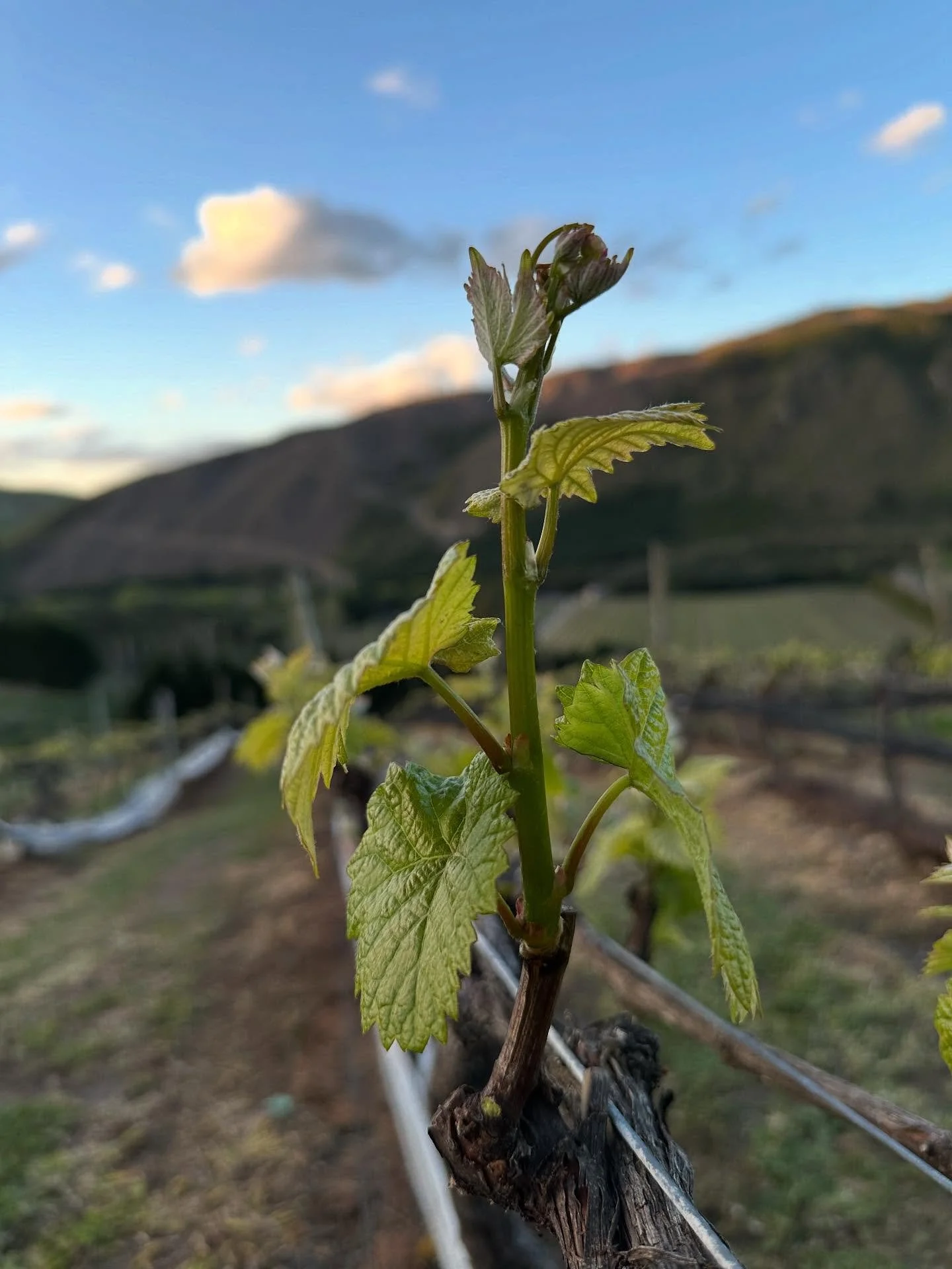 How good are the longer afternoons?!

Both the Pinot Noir and Chardonnay are humming after these sunny days and the vineyard has jumped back into life.  It still manages to sneak up on us every year!

Over the last week we&rsquo;ve been spreading mul