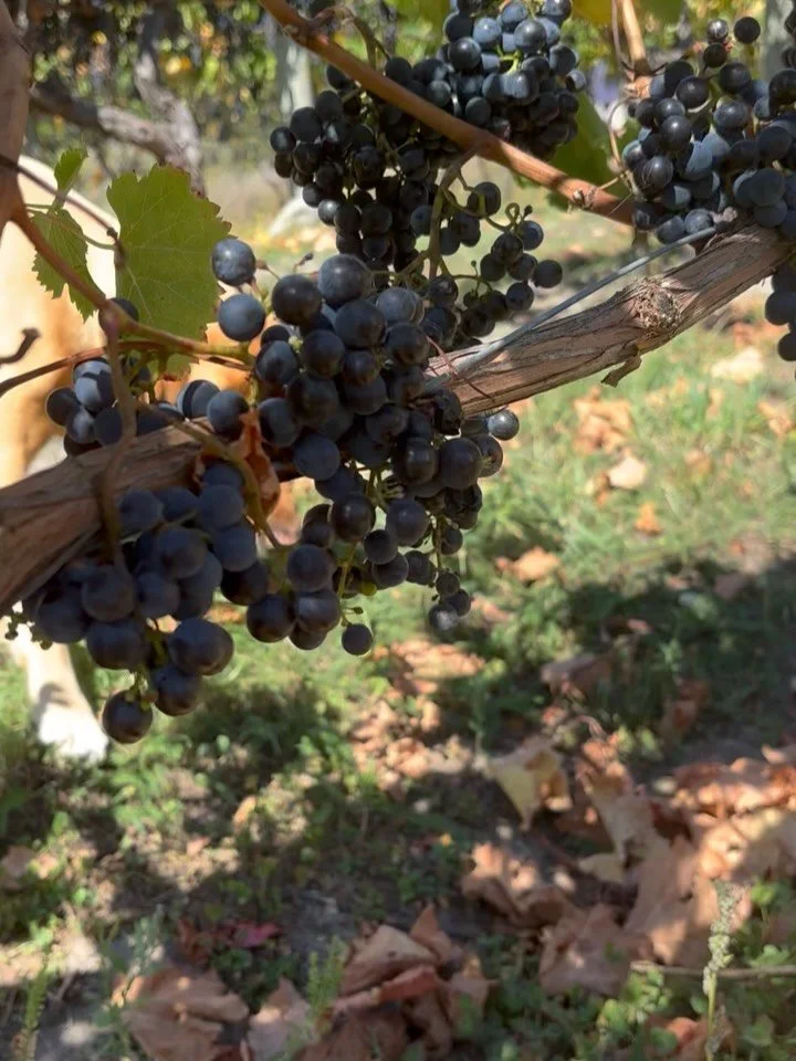 V26 is done and dusted!  This weekend we picked our tiny block of Merlot which is dry farmed and on its own roots (not grafted). 

With all the fruit safely tucked away in the winery, we are able to reflect on the vintage that was. All of the love an